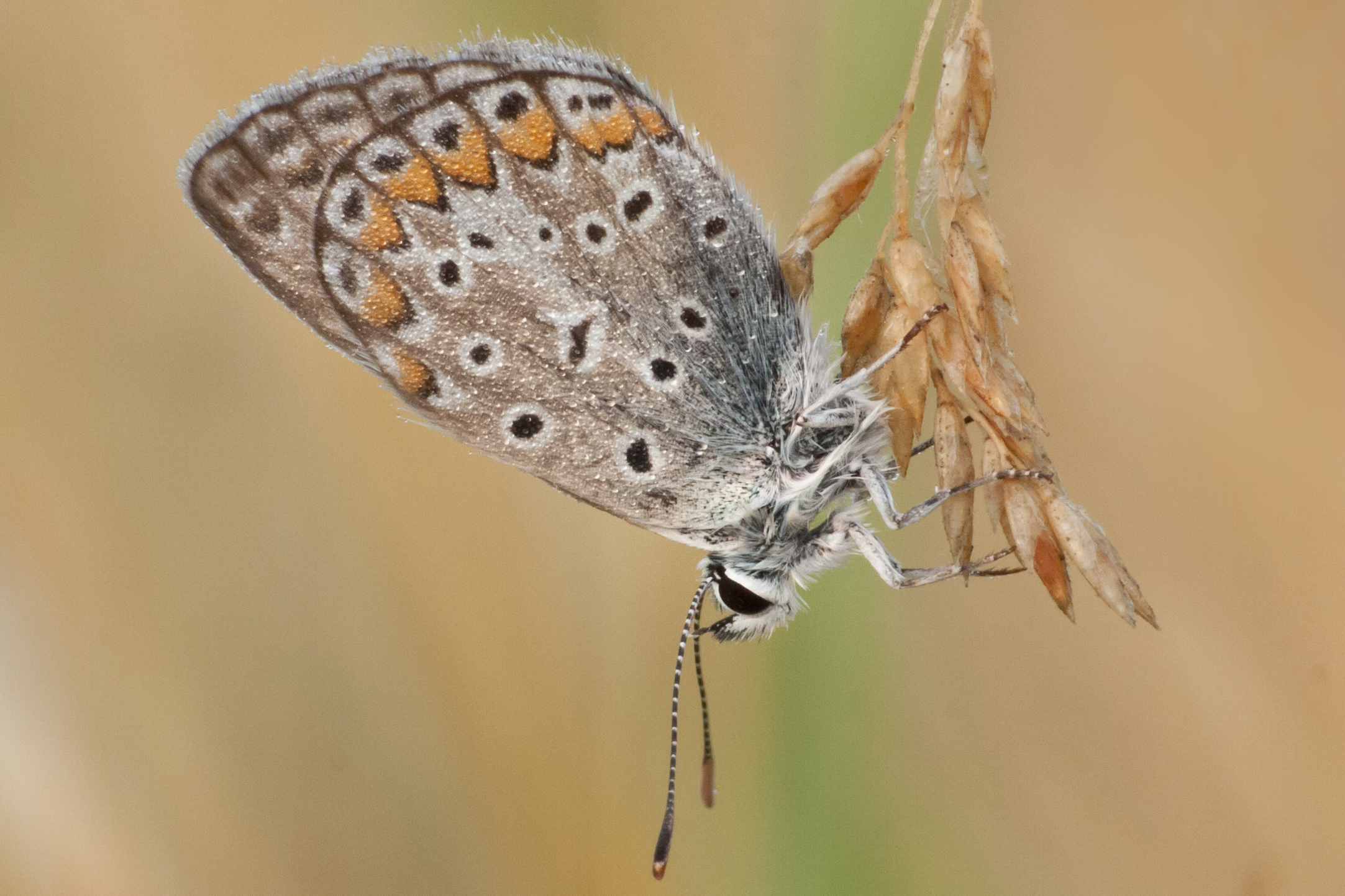 Butterfly morning dew
