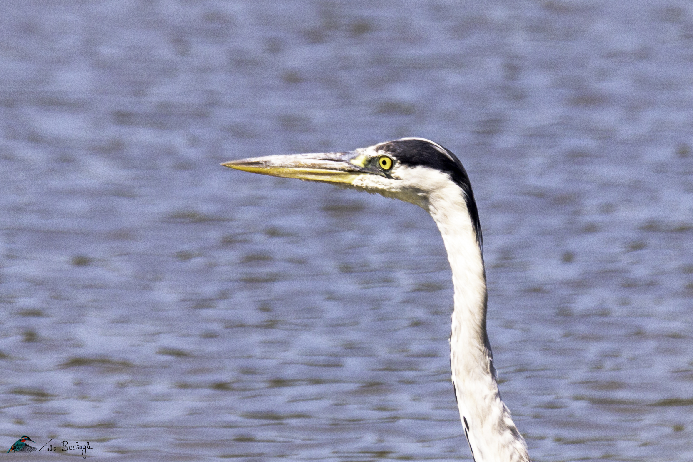 Grey heron