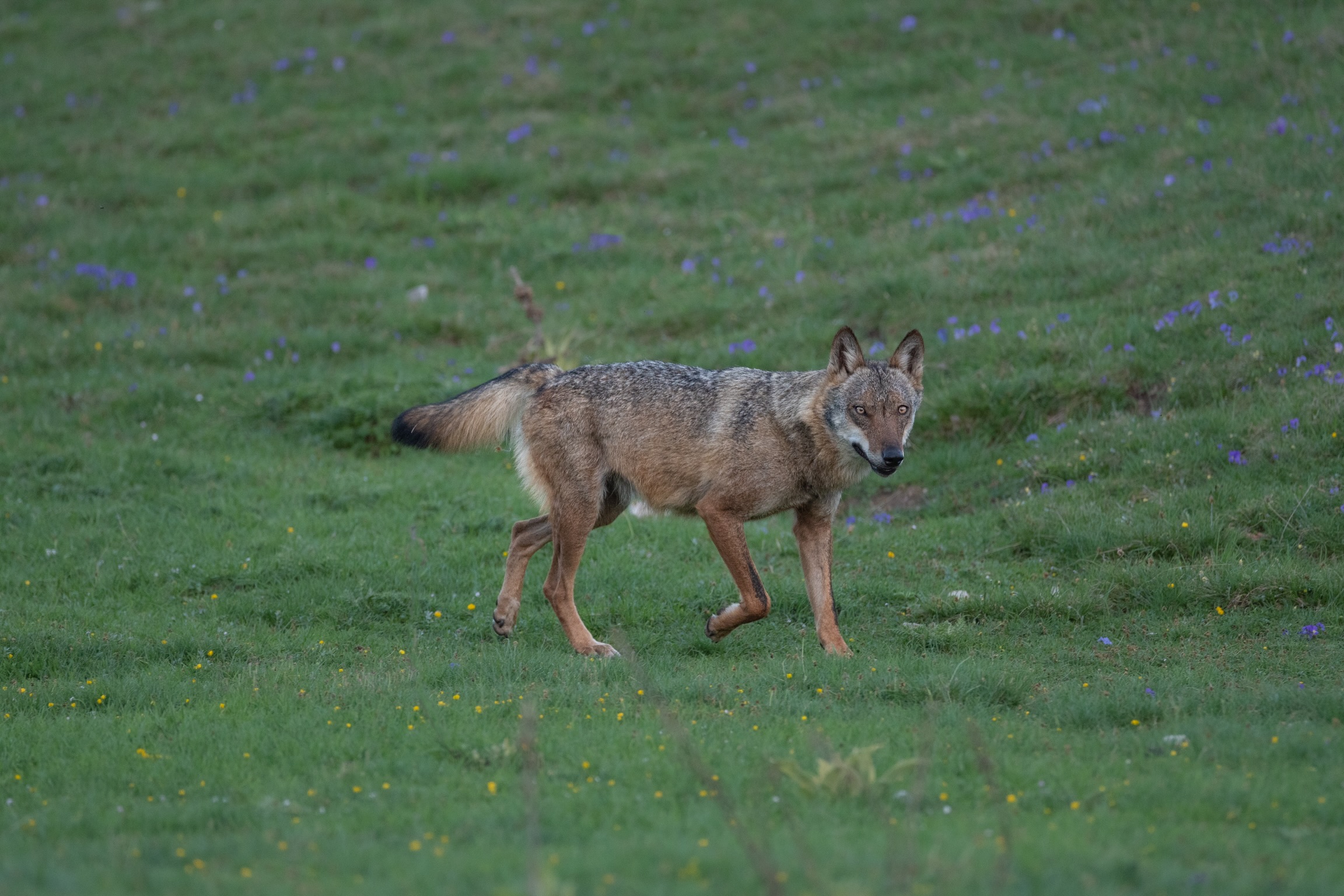 Female Wolf