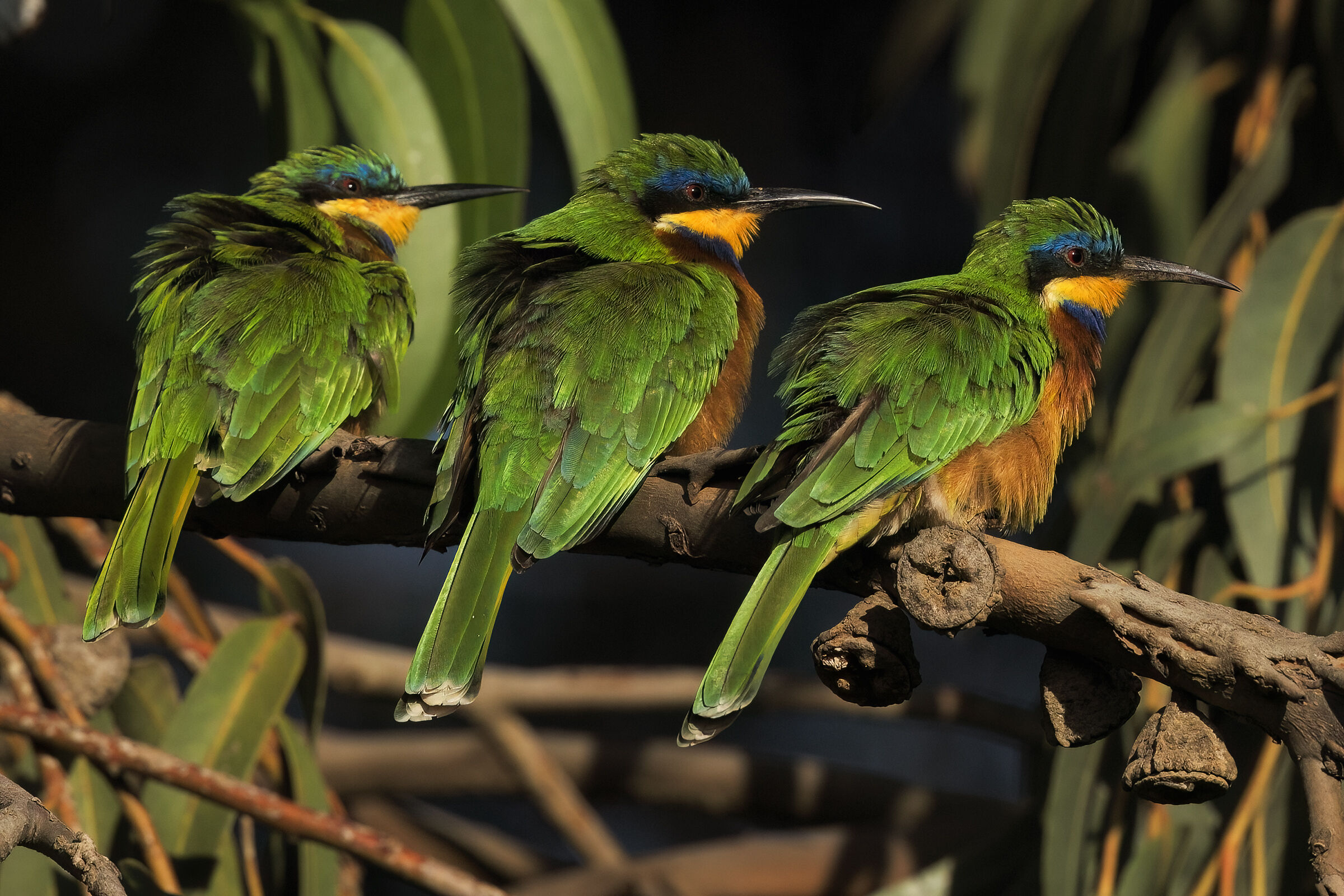 Blue-breasted bee-eaters - Asmara - Eritrea