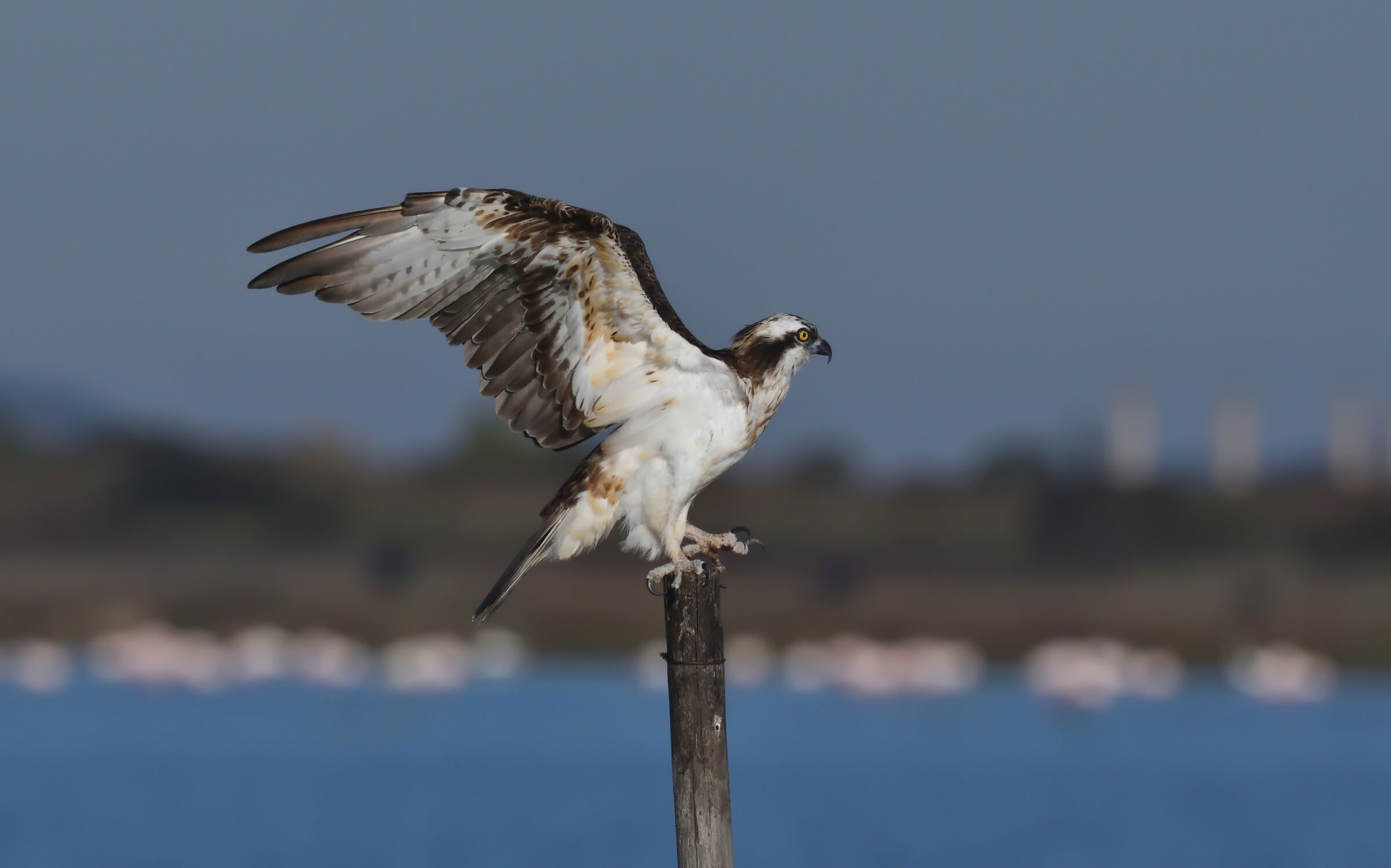 Osprey