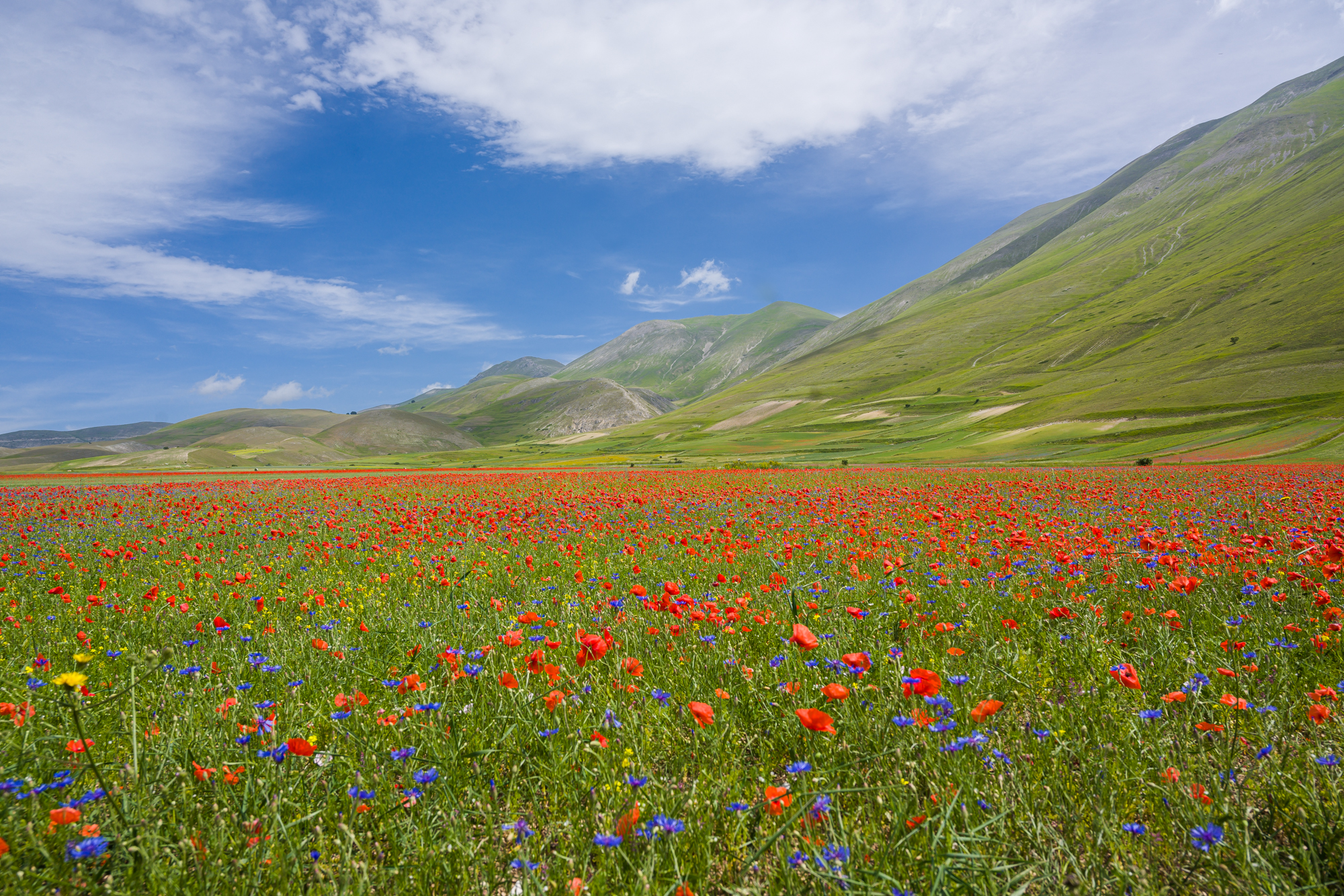 Castelluccio June 2022