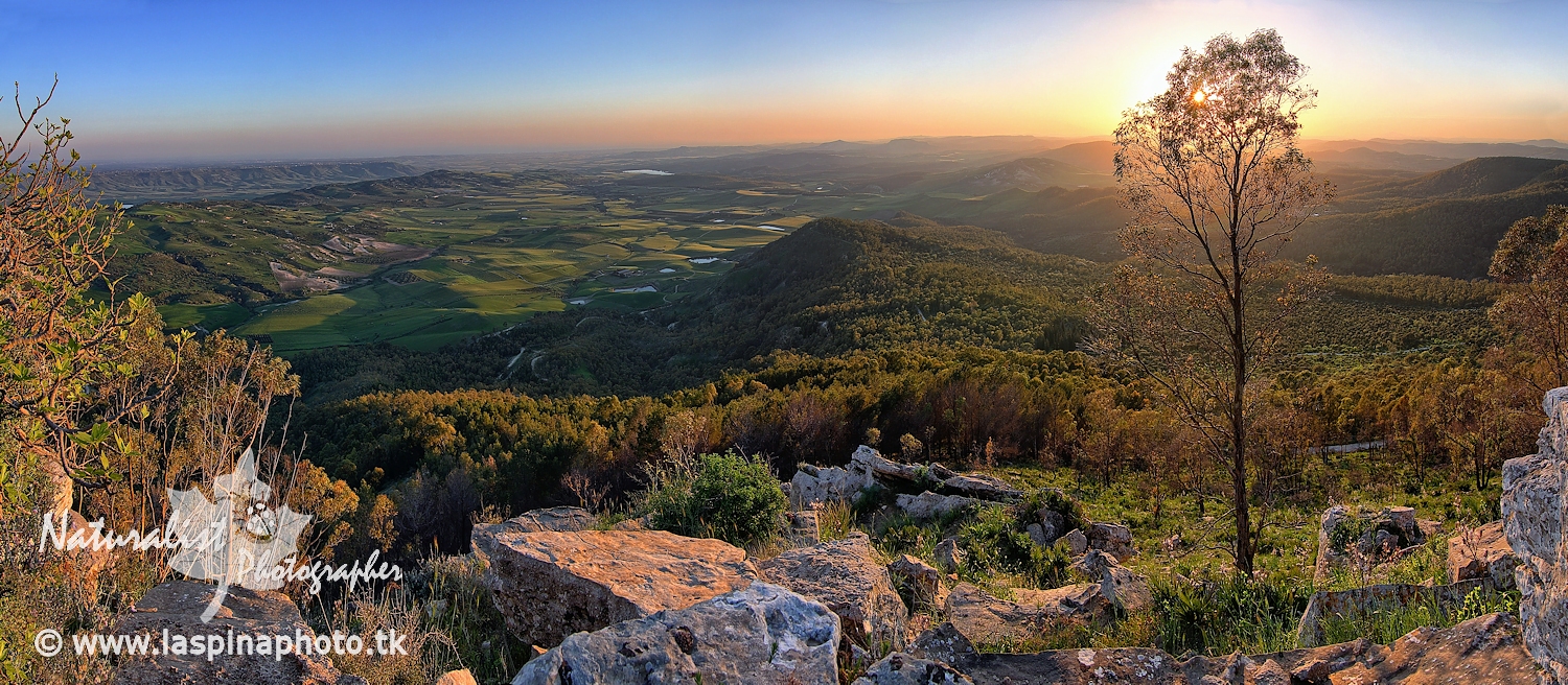 Castellana ... Lace ...