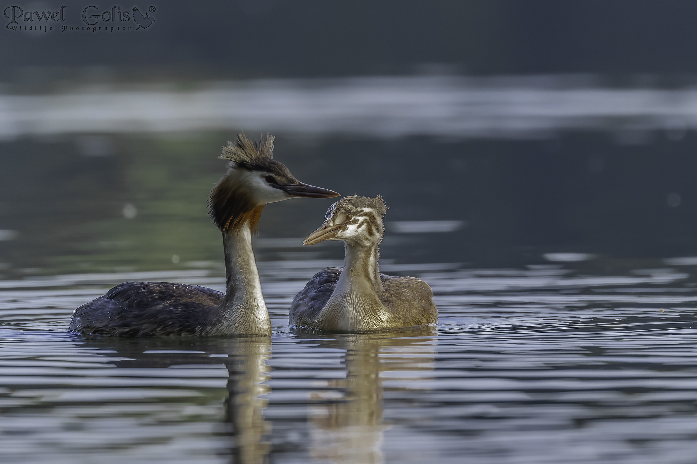 Svasso maggiore (Podiceps cristatus)