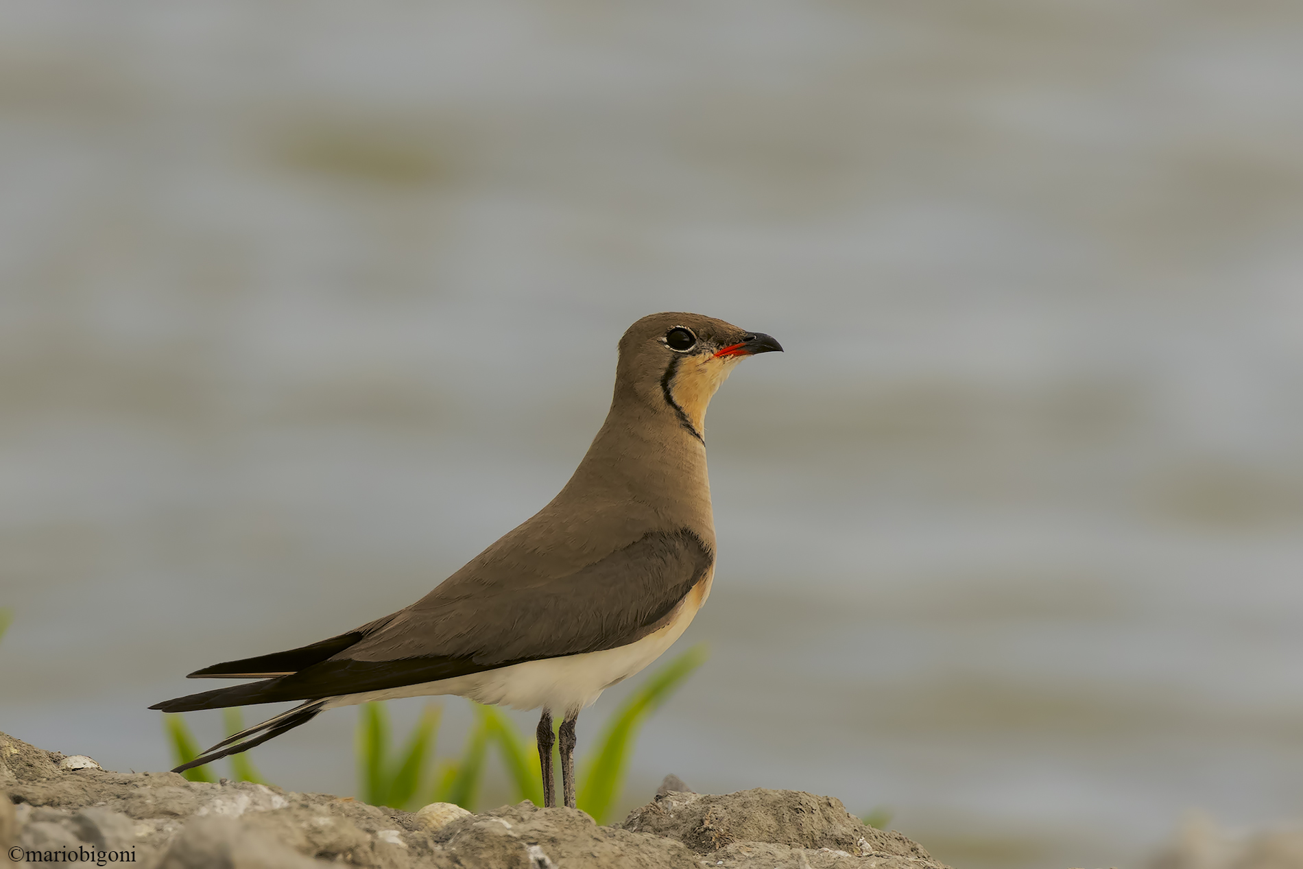 Sea partridge