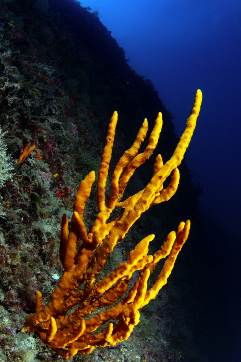 Cala Byron Sp
