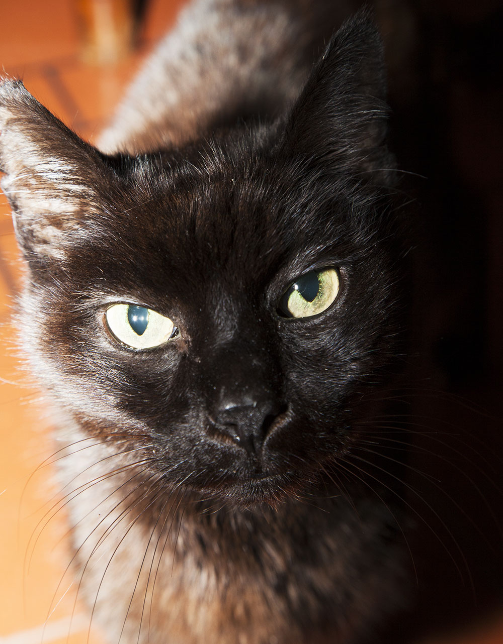 Il veterano di casa - icaro