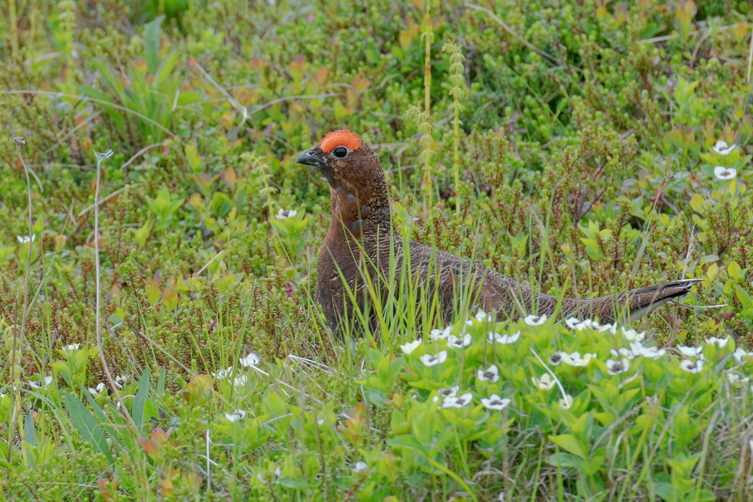 Nordic ptarmigan