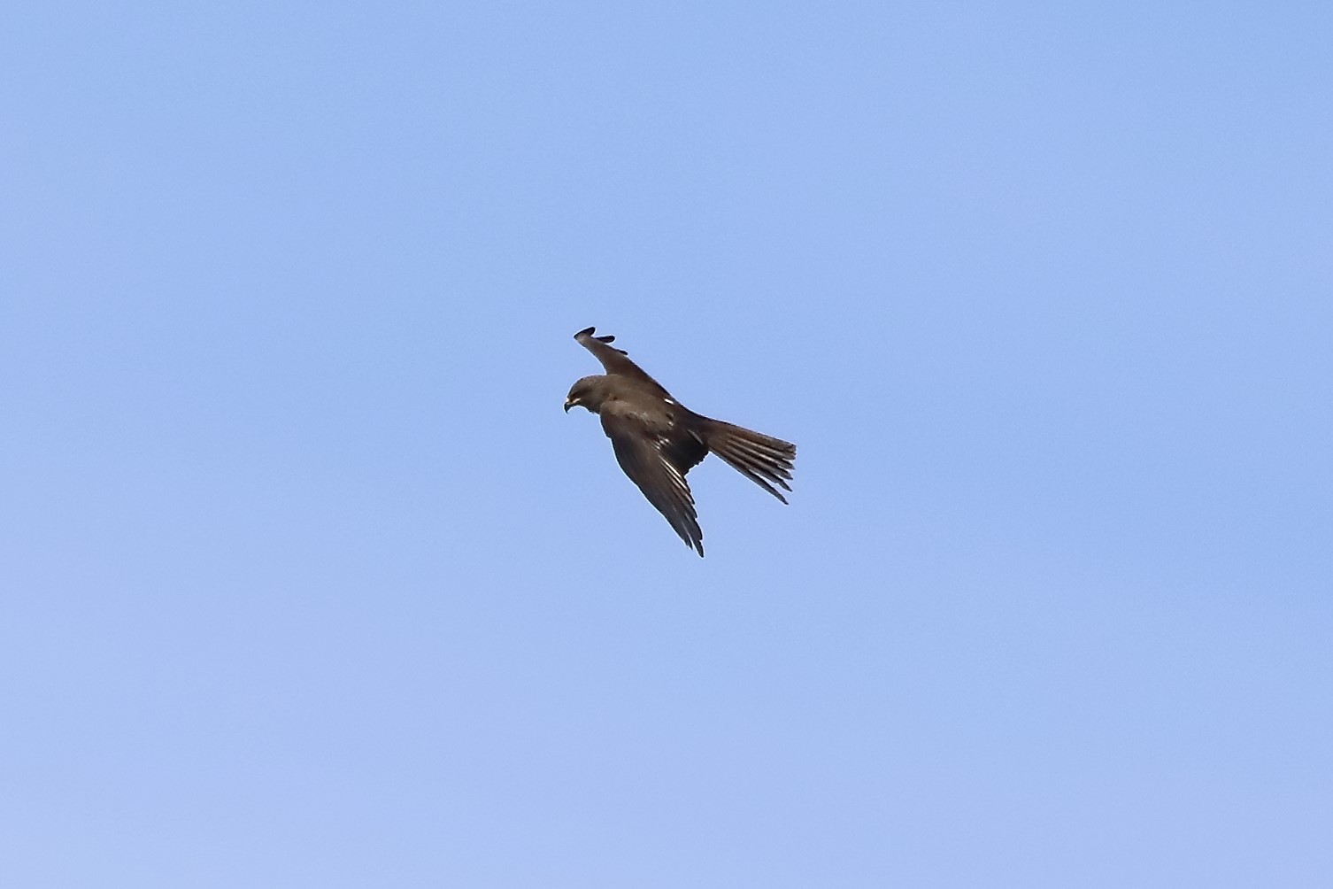 Nibbio bruno 17-05-2022