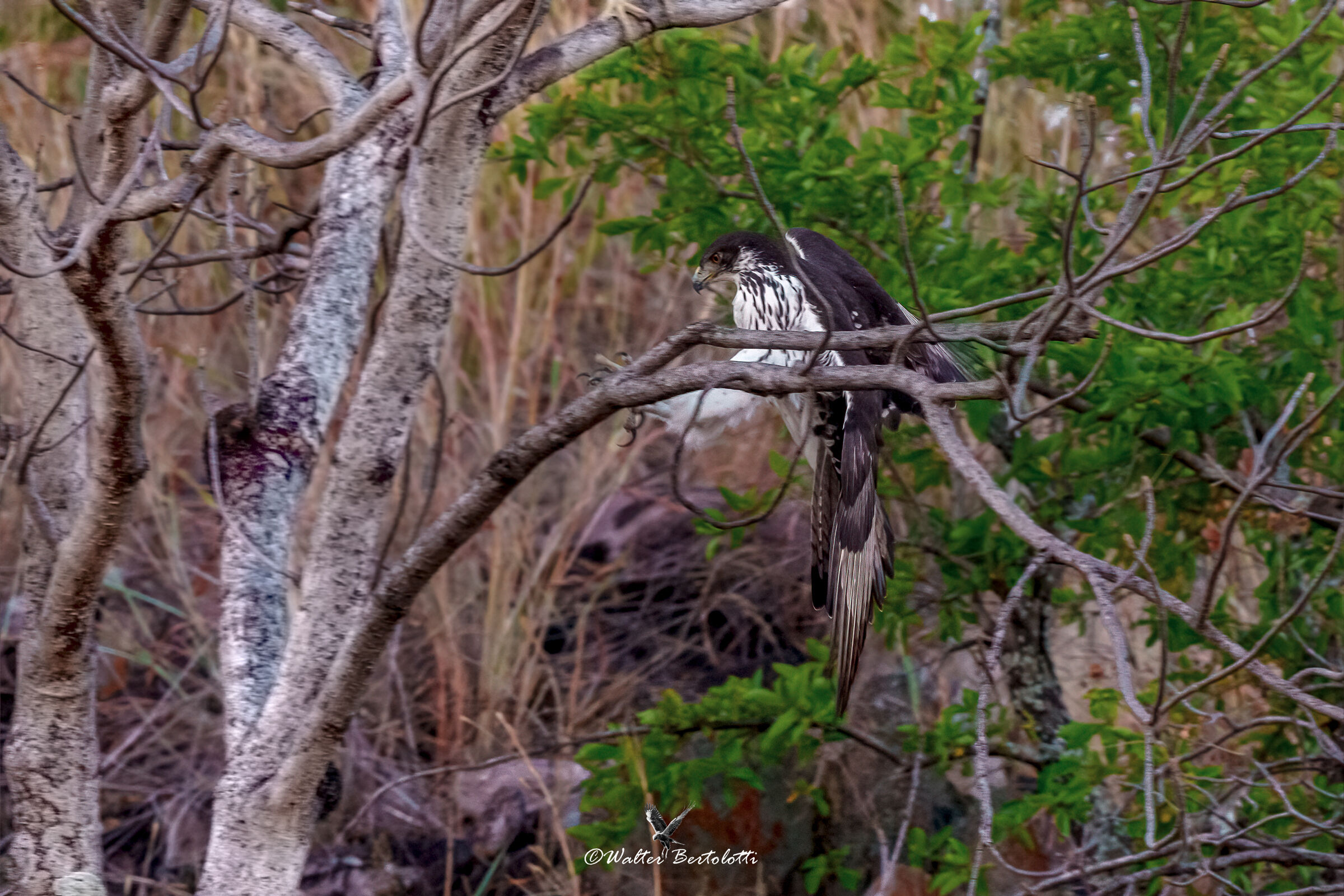 Aquila minore di Ayres