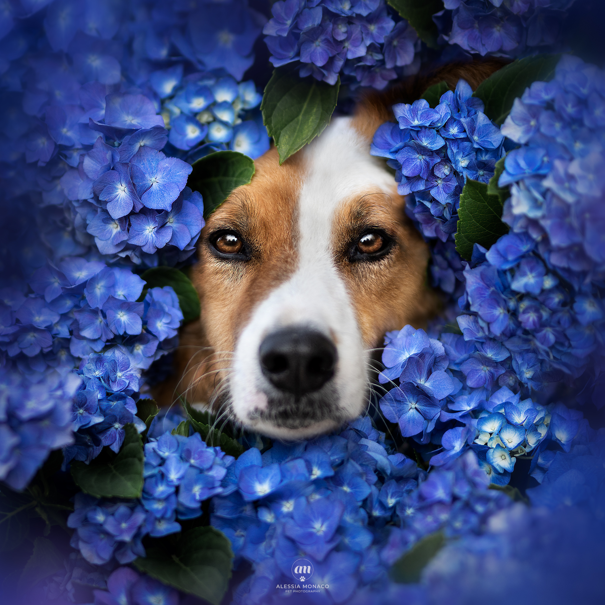 Mokoro in hydrangeas