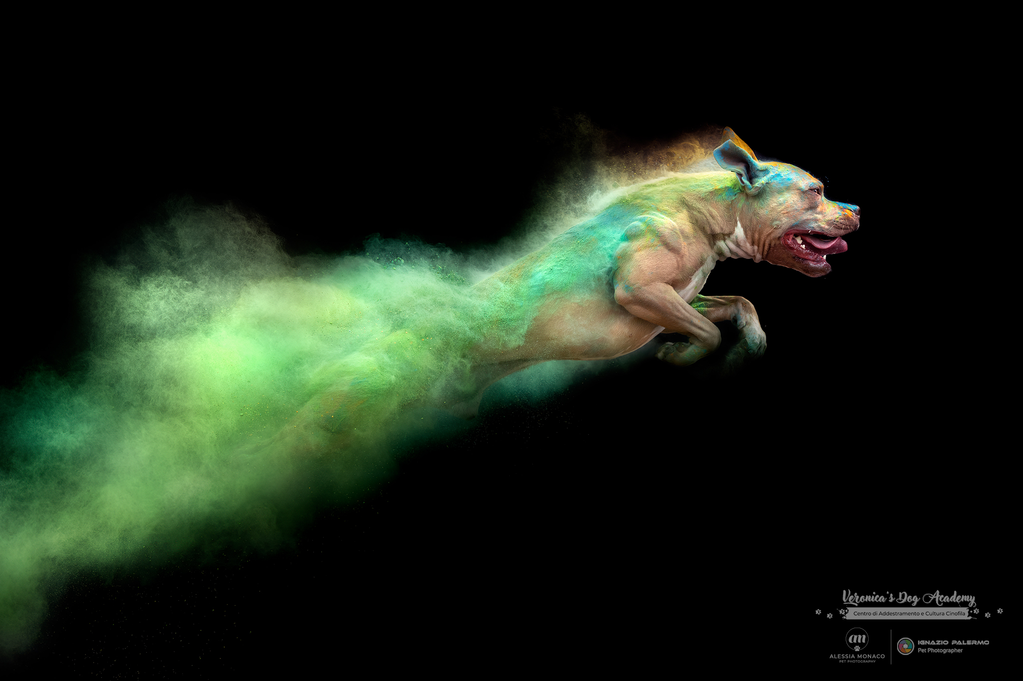 Clyde in holi powders