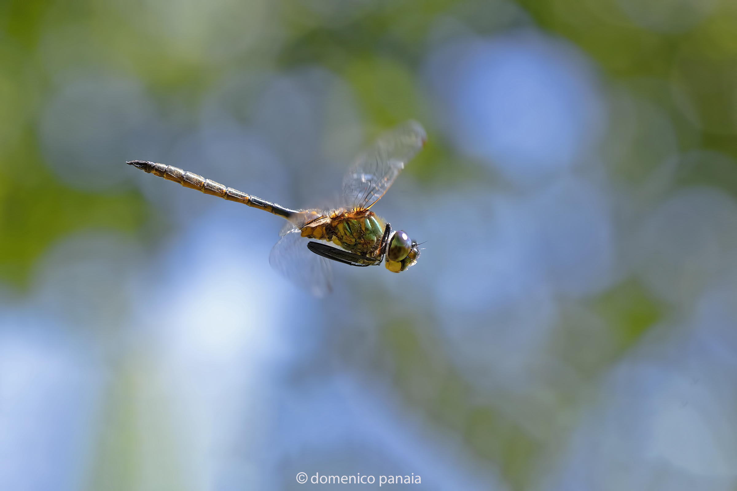 somatochlora flavomaculata