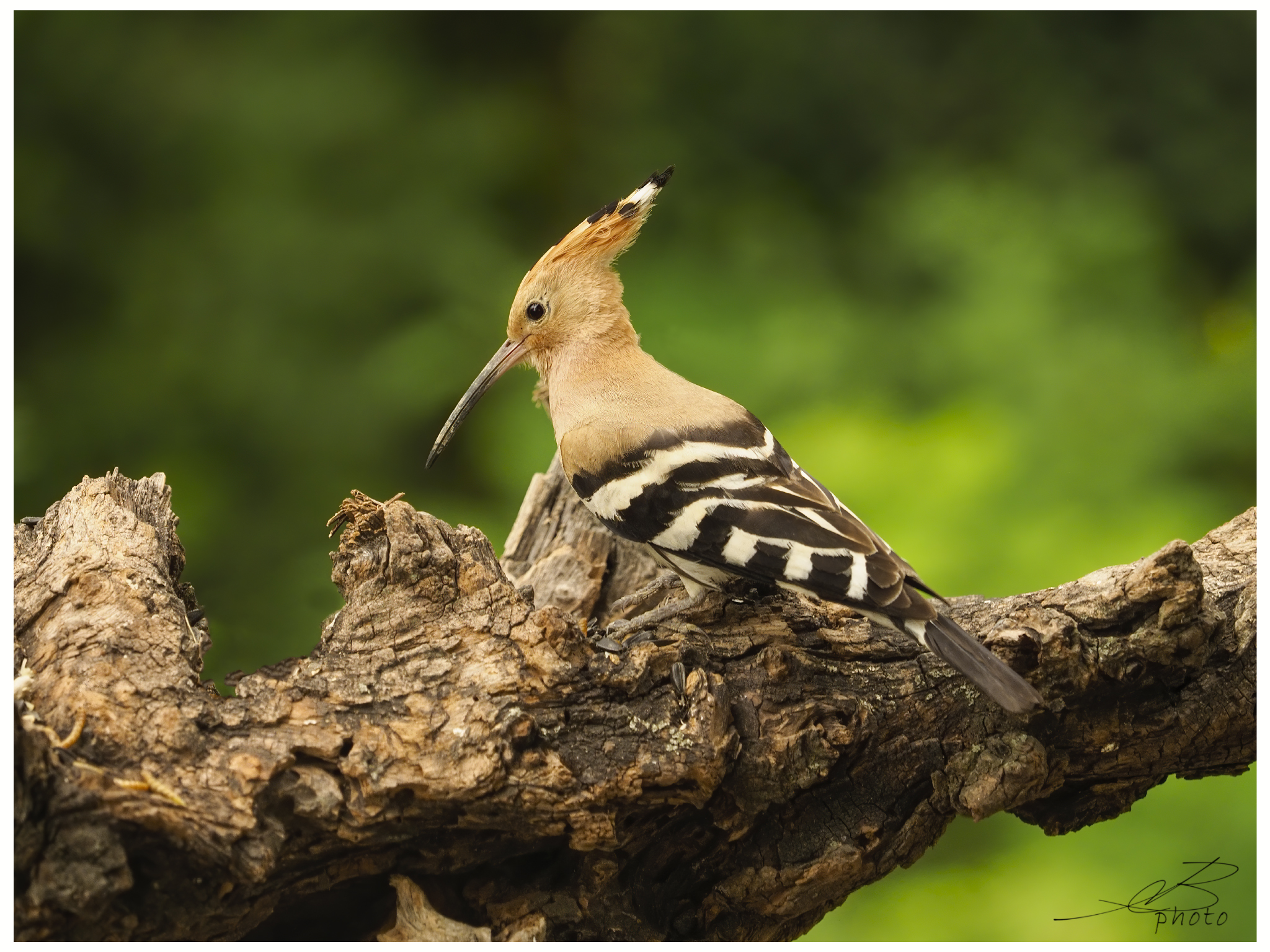 Hoopoe
