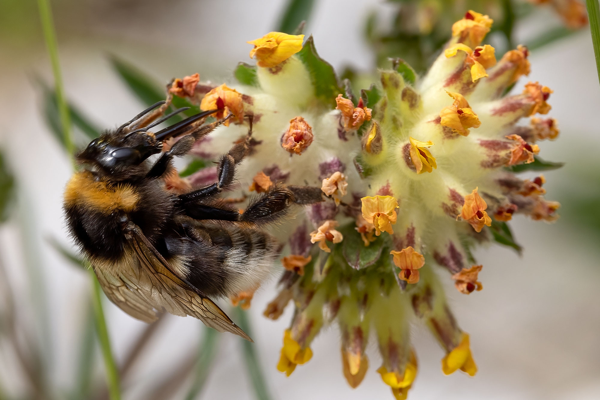 Bombus terrestris su Anthyllis Vulneraria