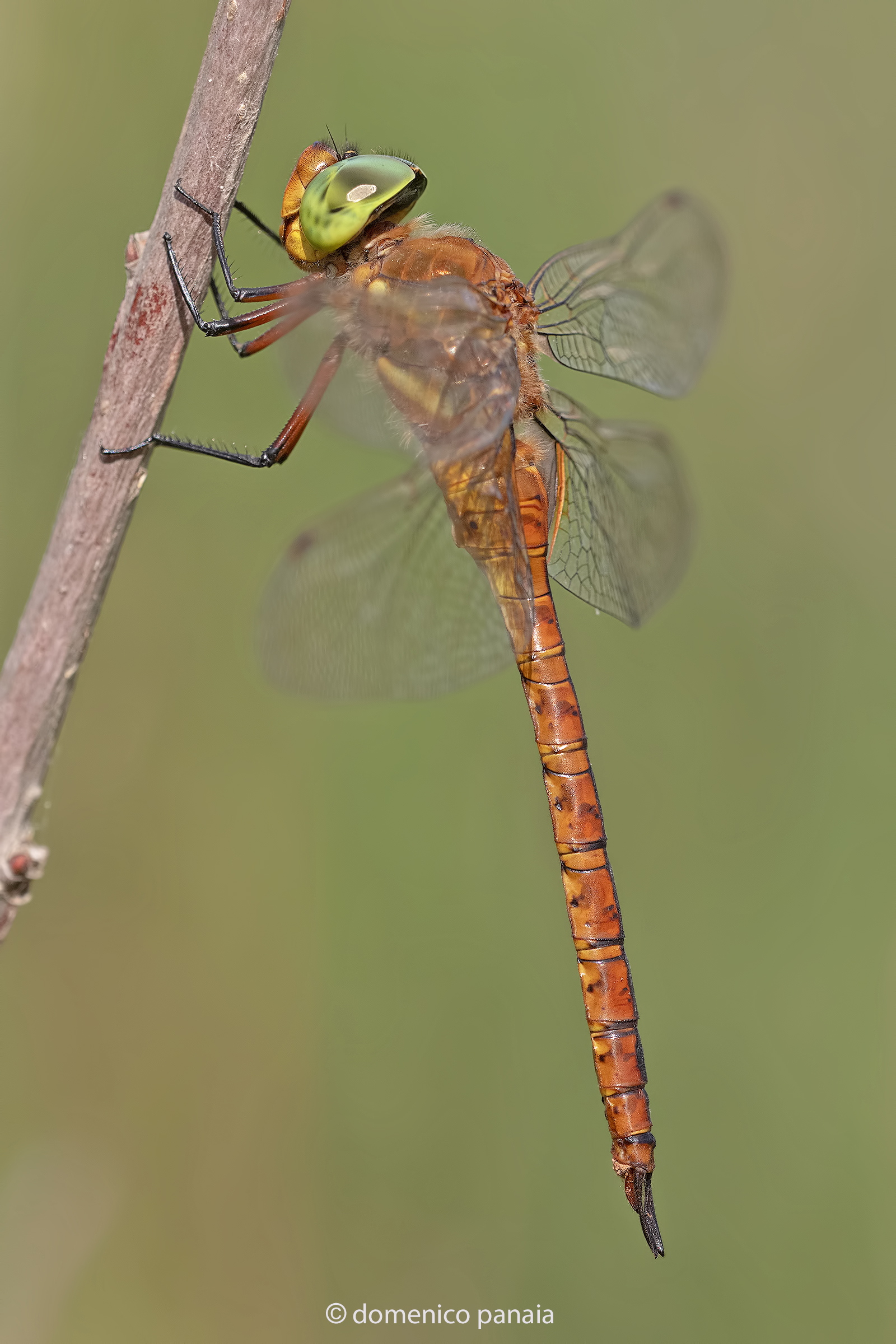 aeshna isocele