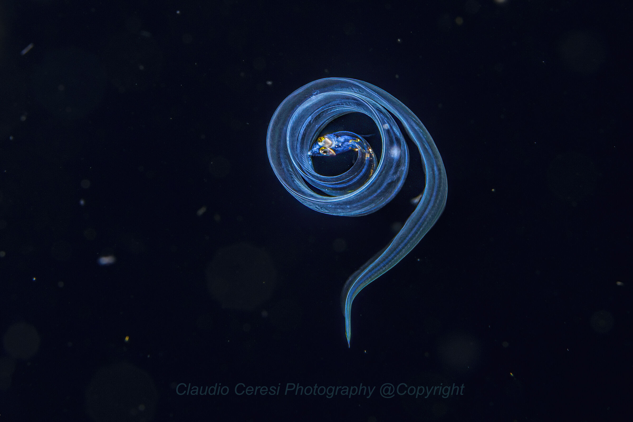 murenae in larval stage  Anilao ,