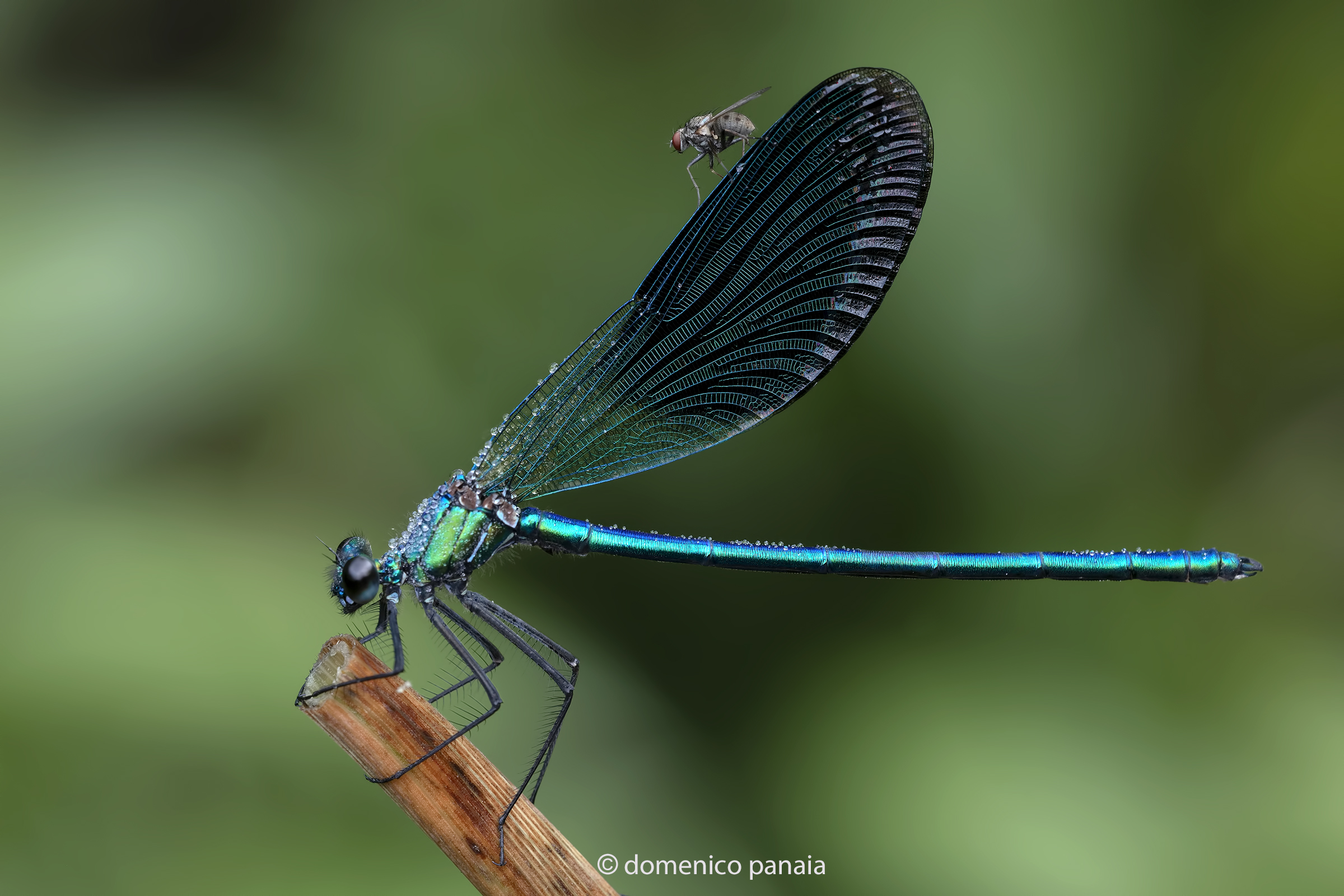 calopteryx splendens male
