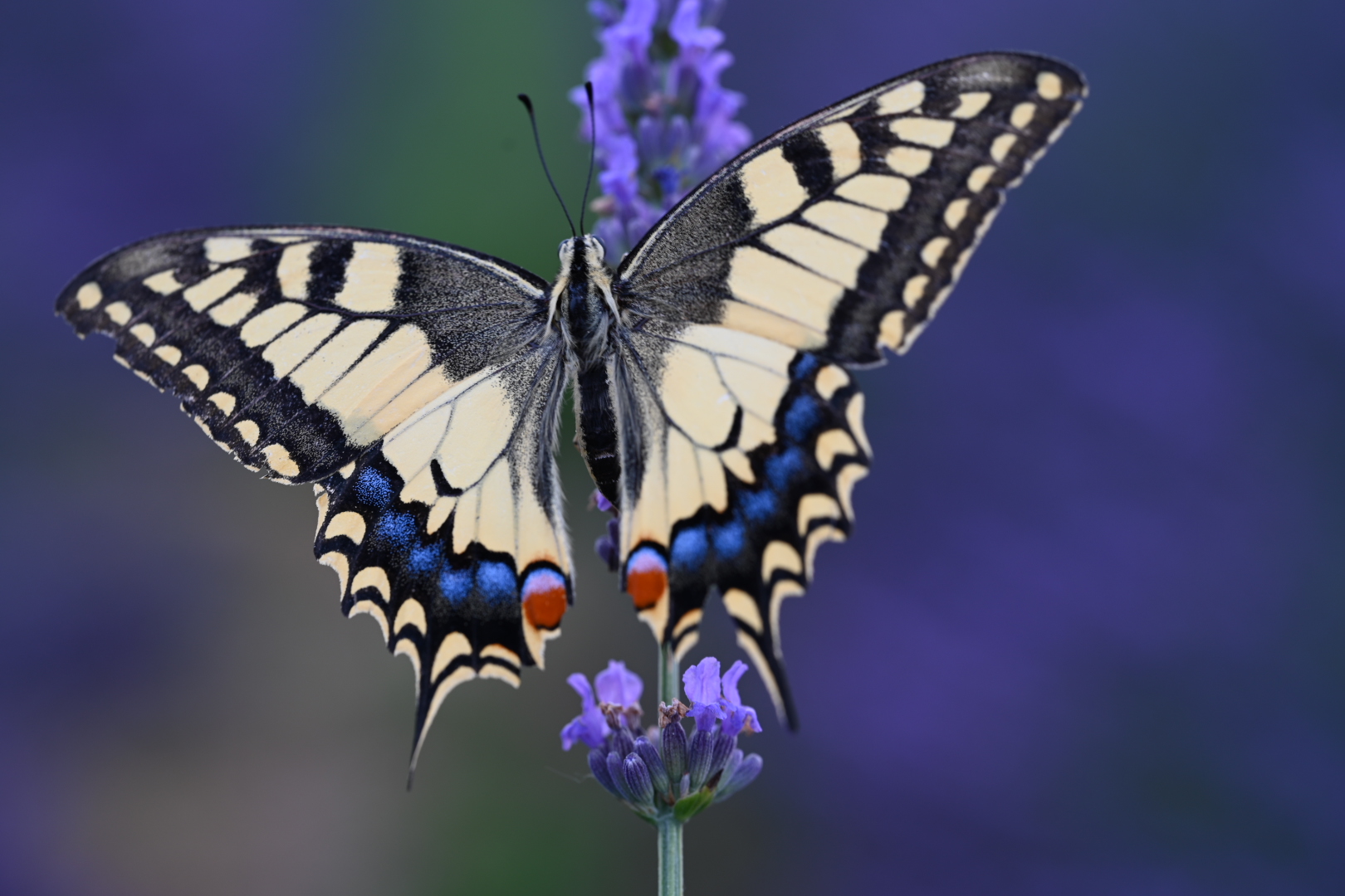 Swallowtail