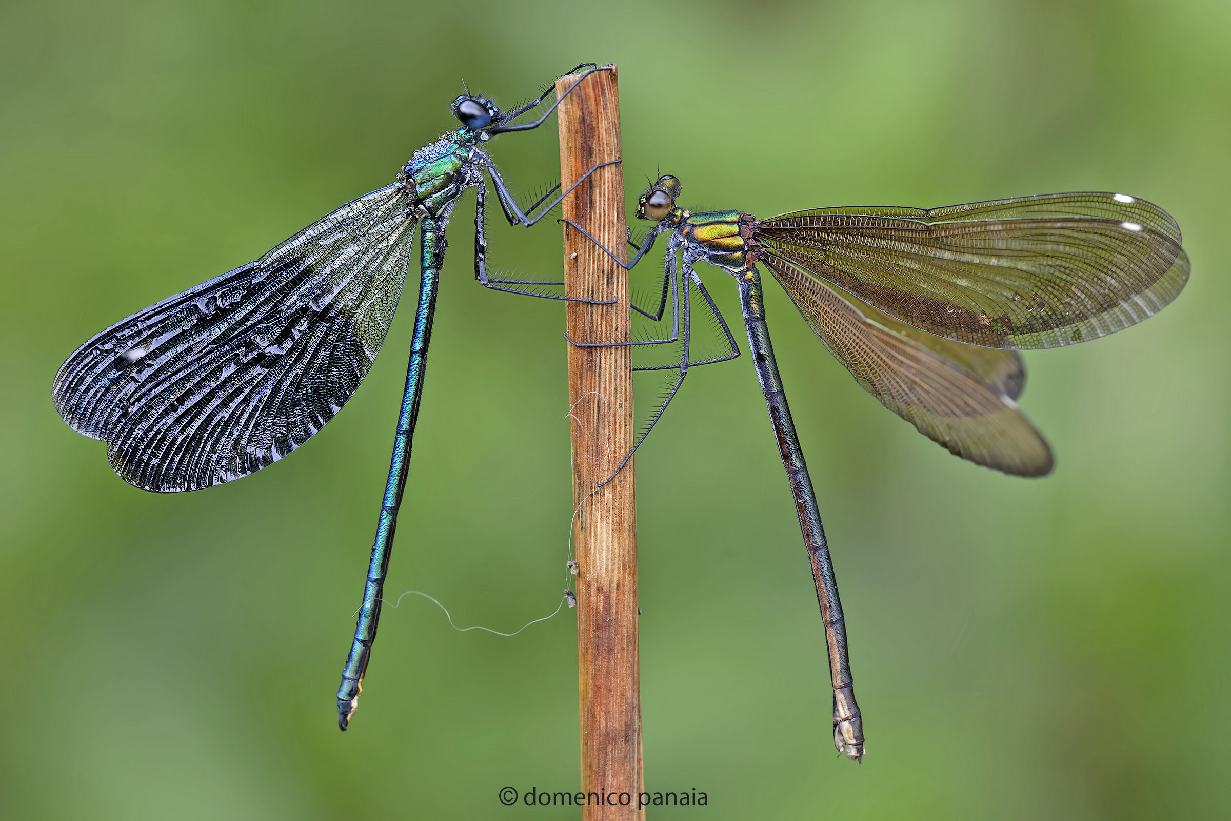 calopteryx splendens