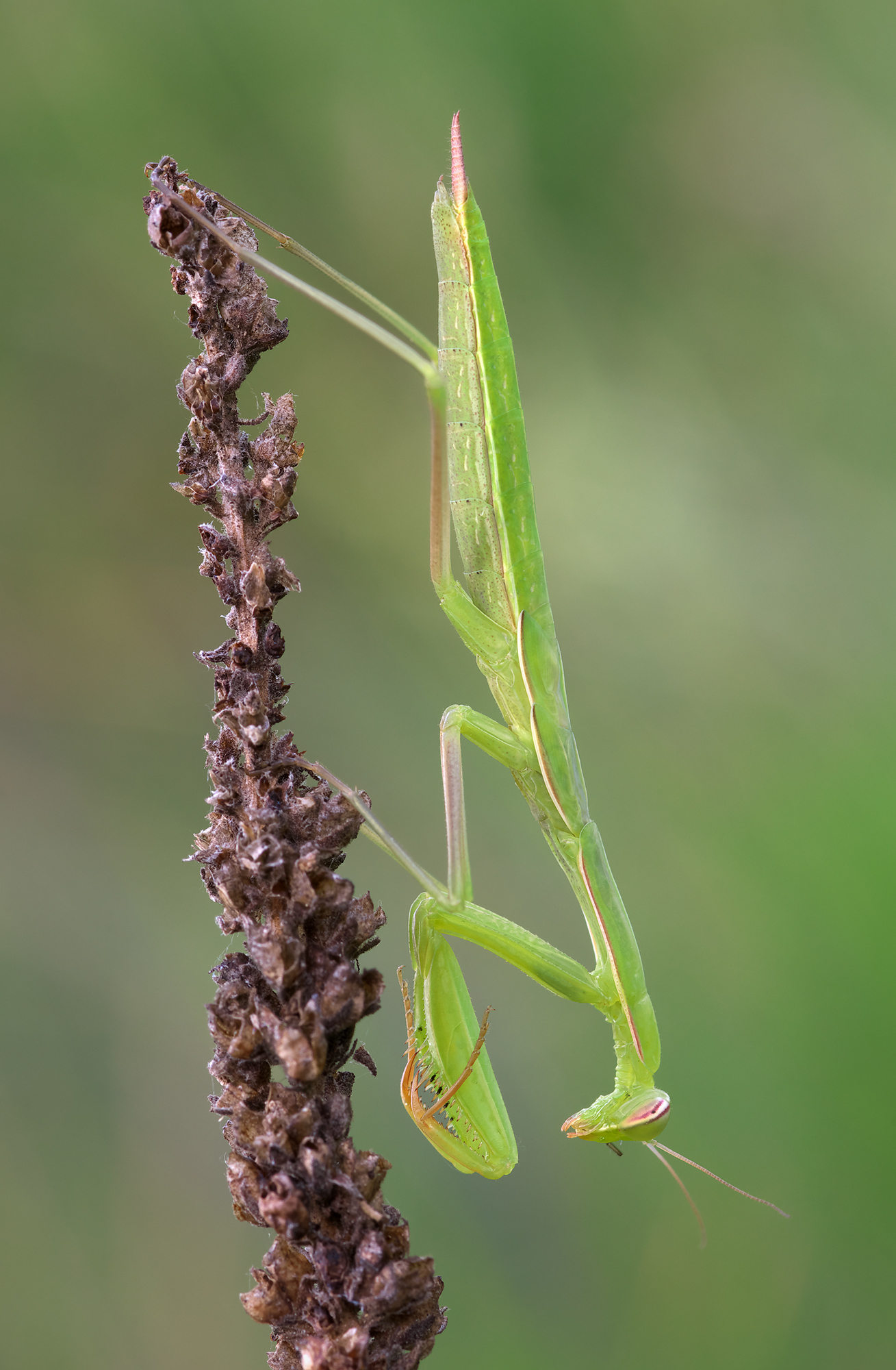Mantis religiosa