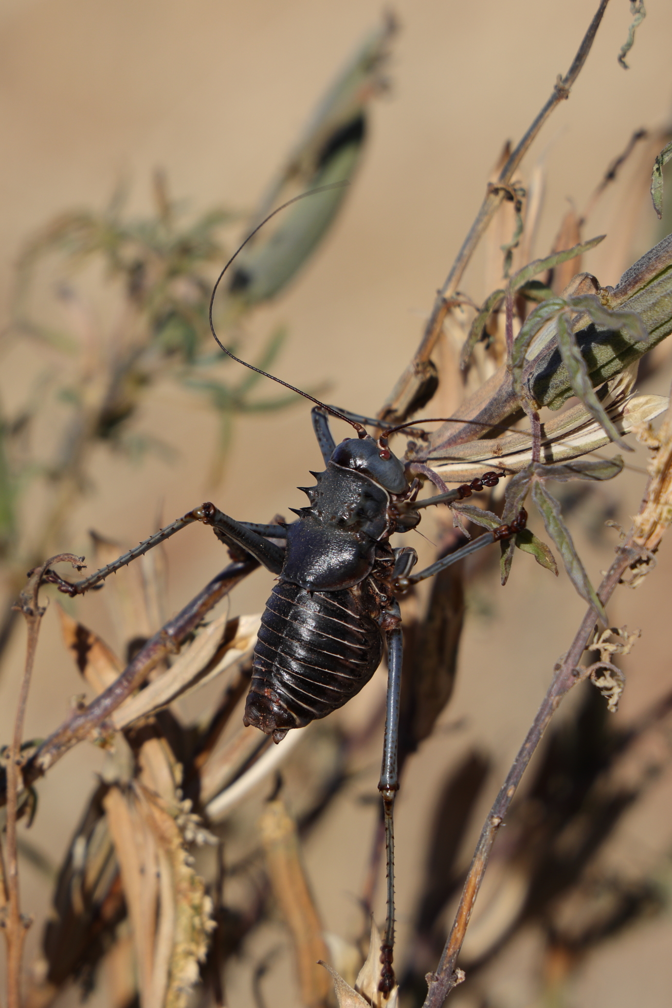 Namibia - Grillo corazzato