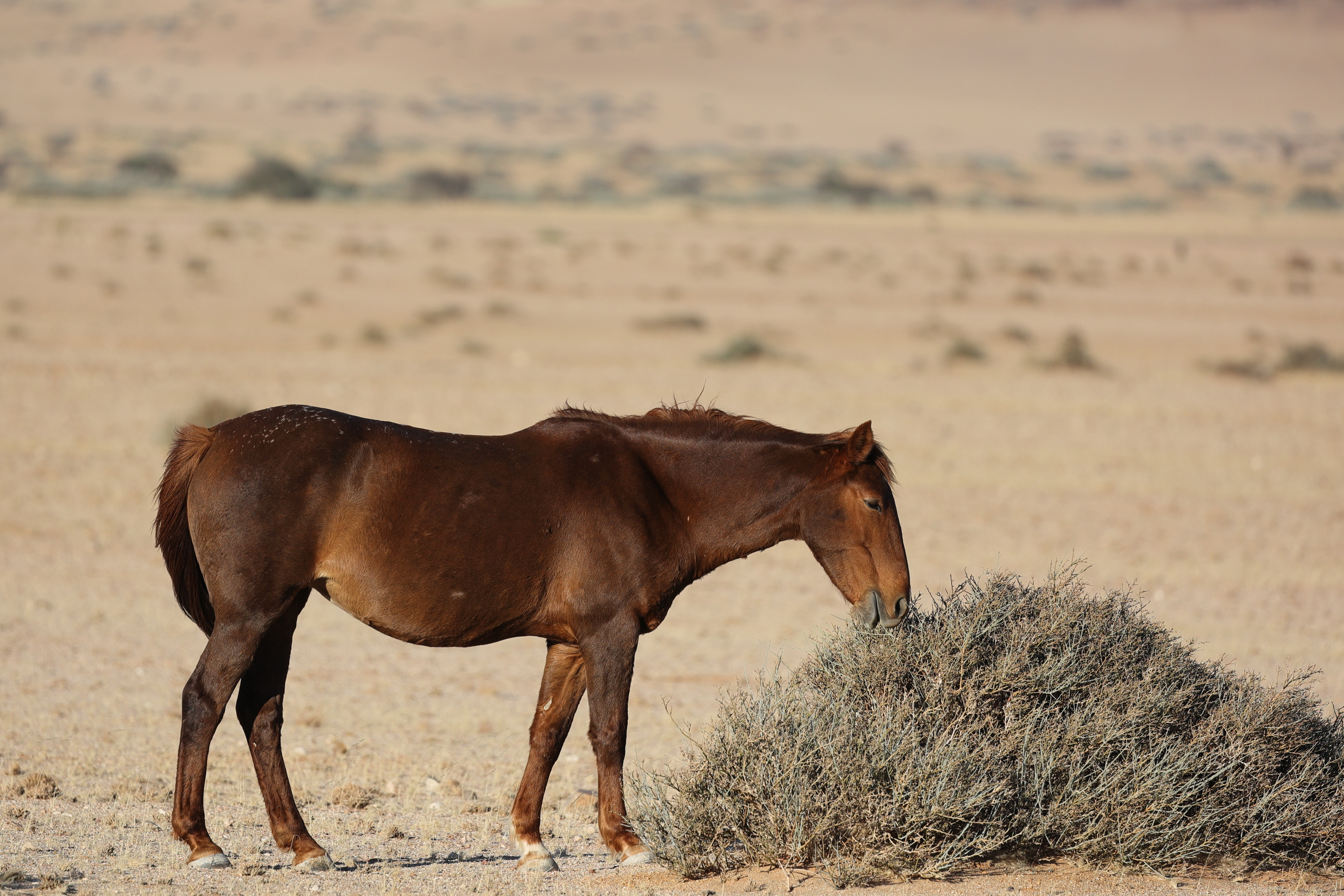 Namibia - Cavallo del deserto del Namib
