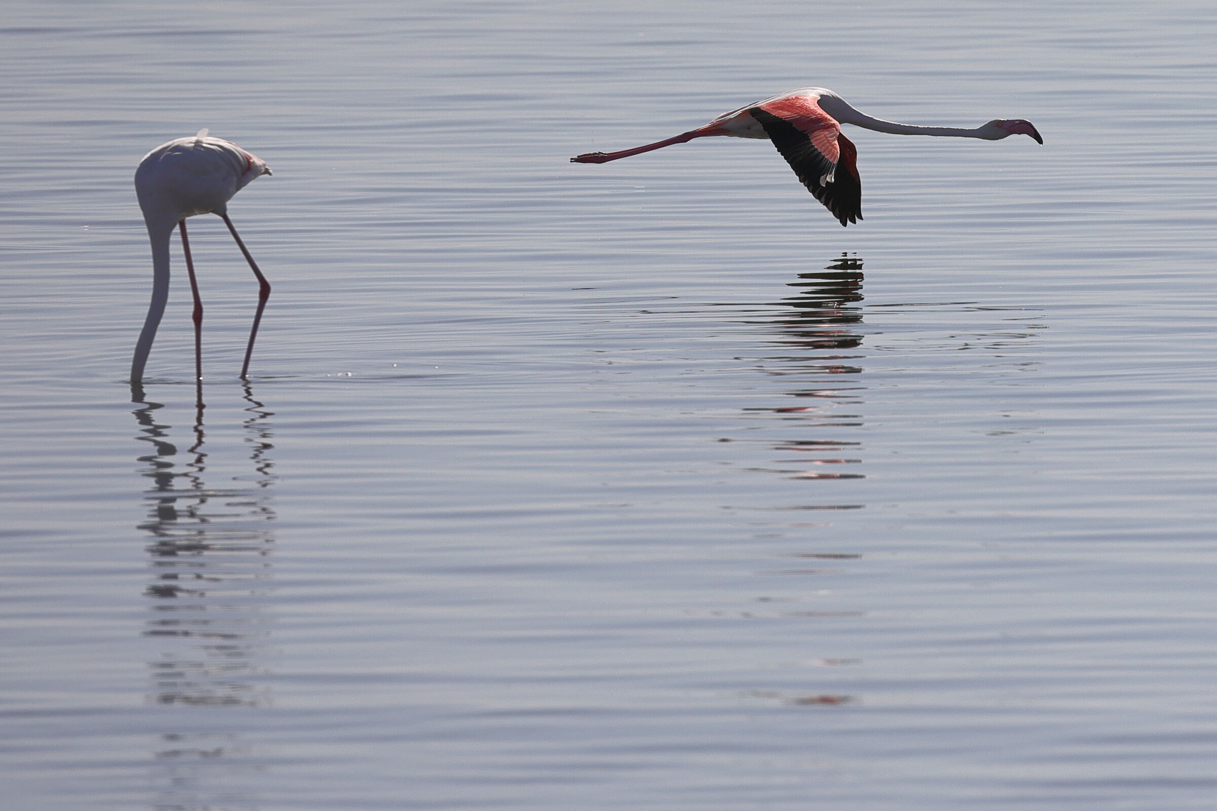Namibia - Fenicotteri in volo e non