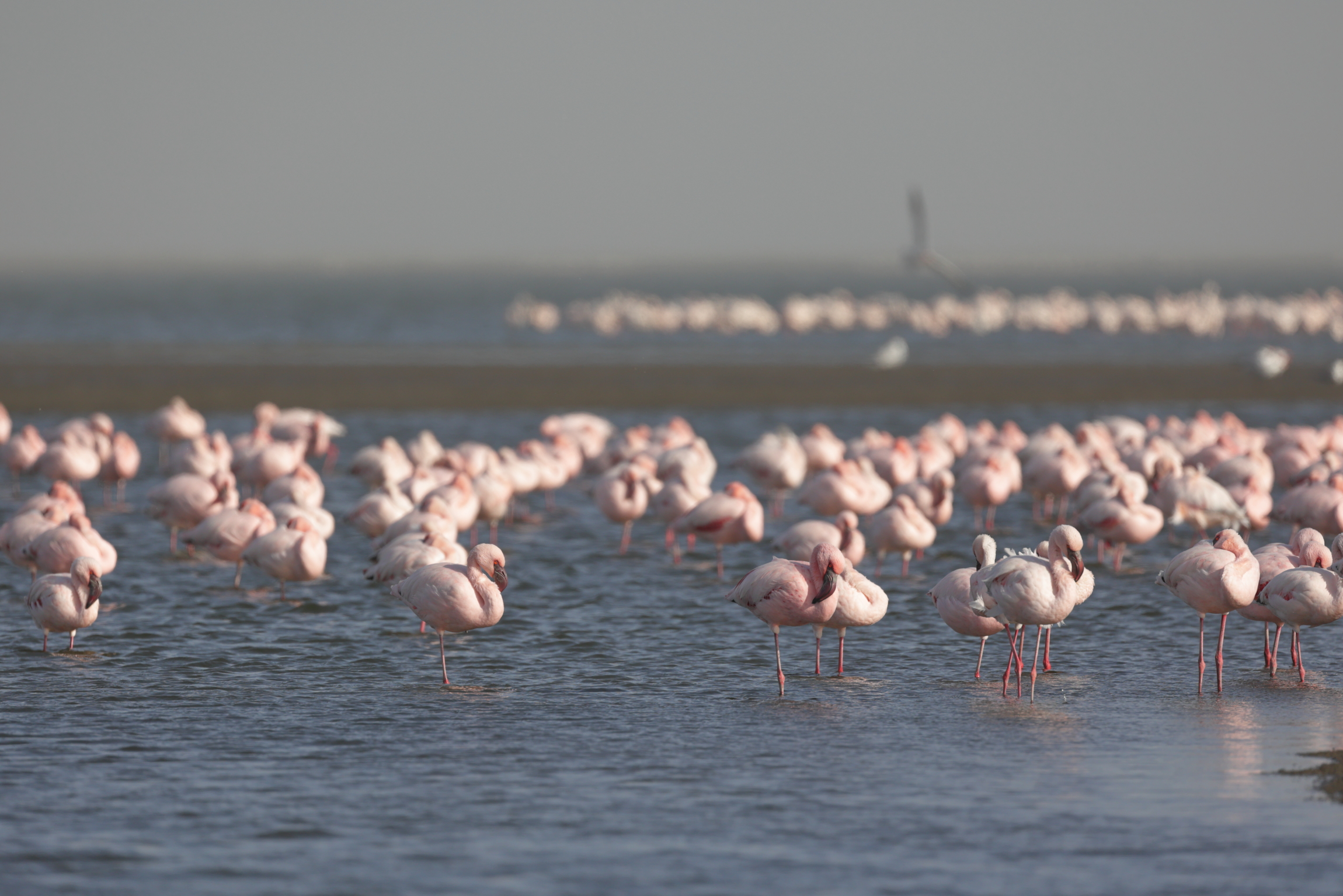 Namibia - Fenicotteri