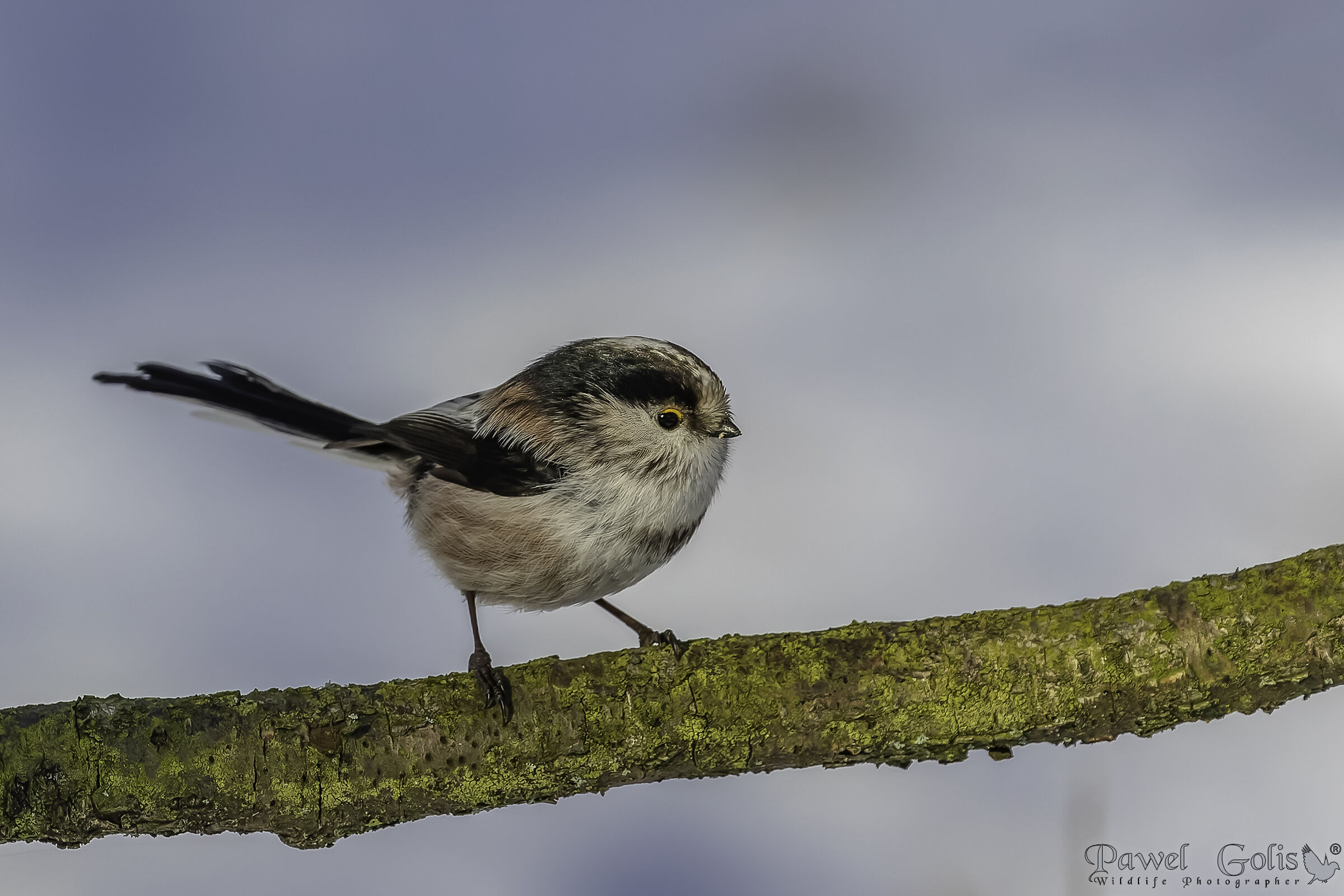 Bushtit dalla coda lunga (Aegithalos caudatus)