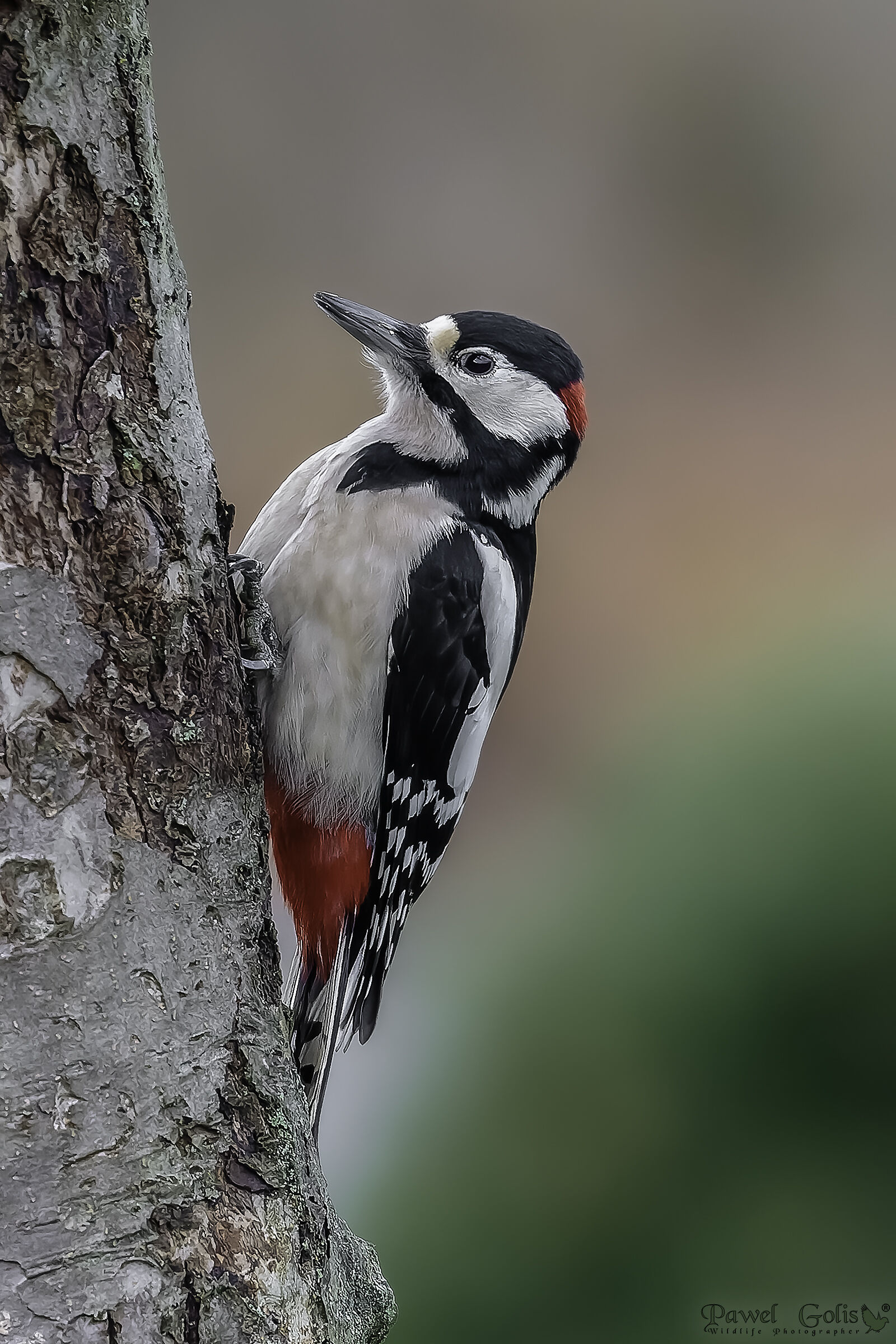 Il grande picchio maculato (Dendrocopos major)