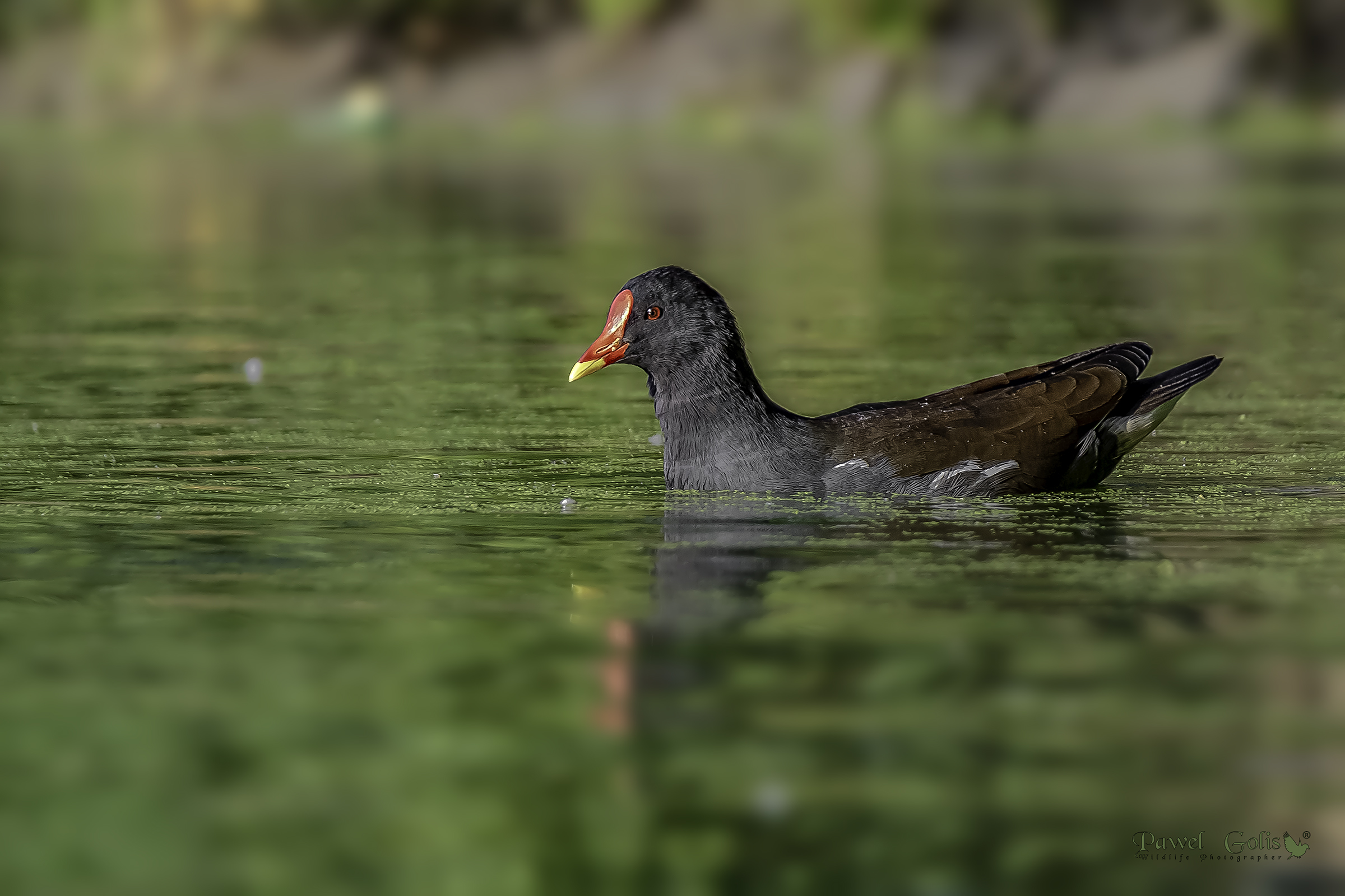 Gallinella d'acqua comune (Gallinula chloropus