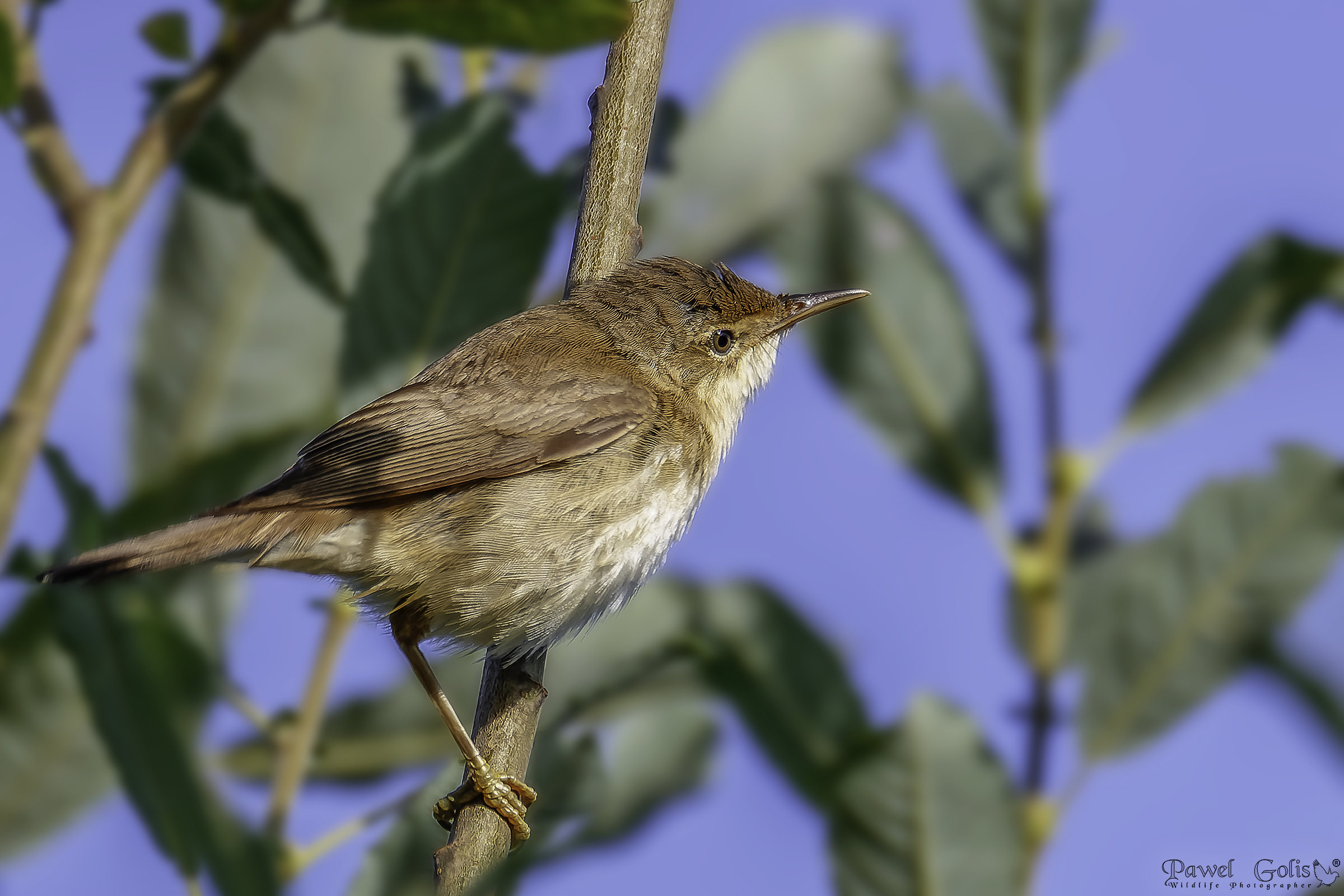 Gola bianca comune (Sylvia communis)