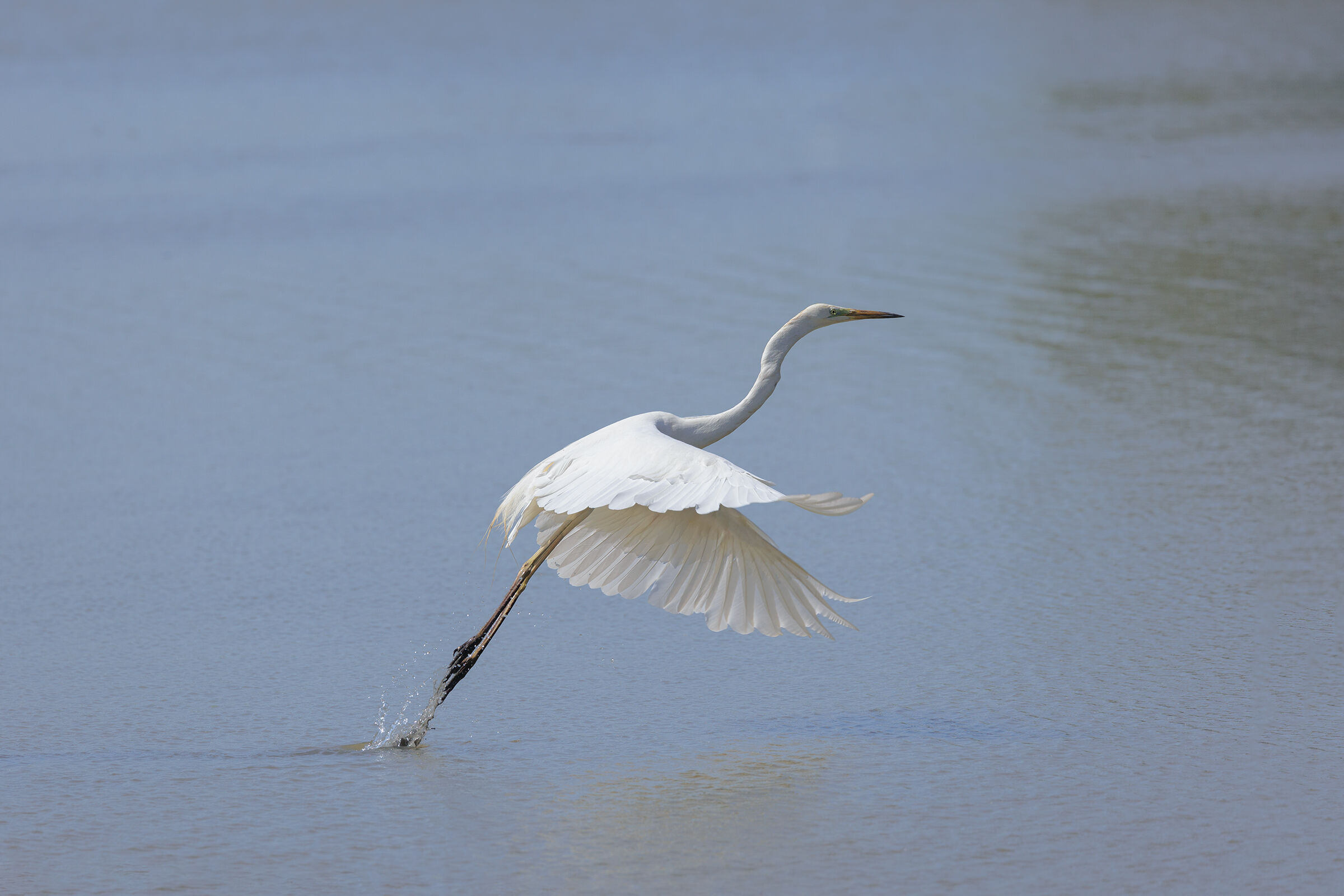 Detachment of White (CONTROLUCE)