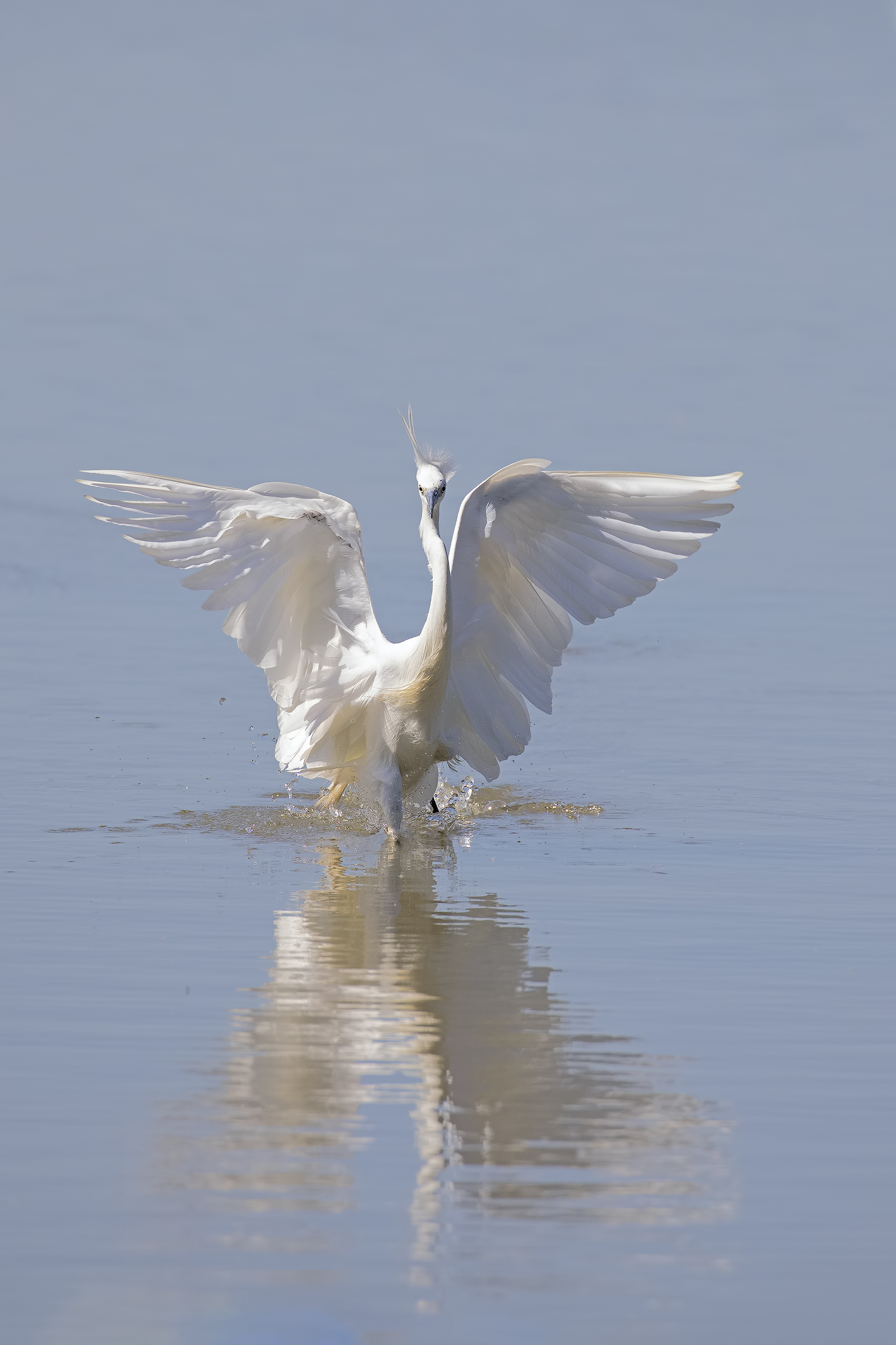 Egret Coming Soon