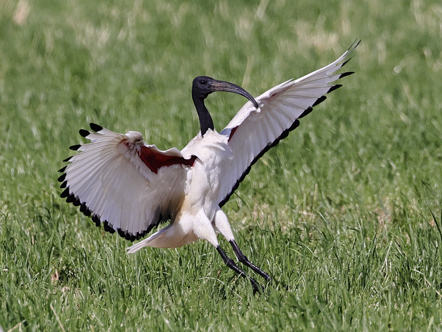 Ibis