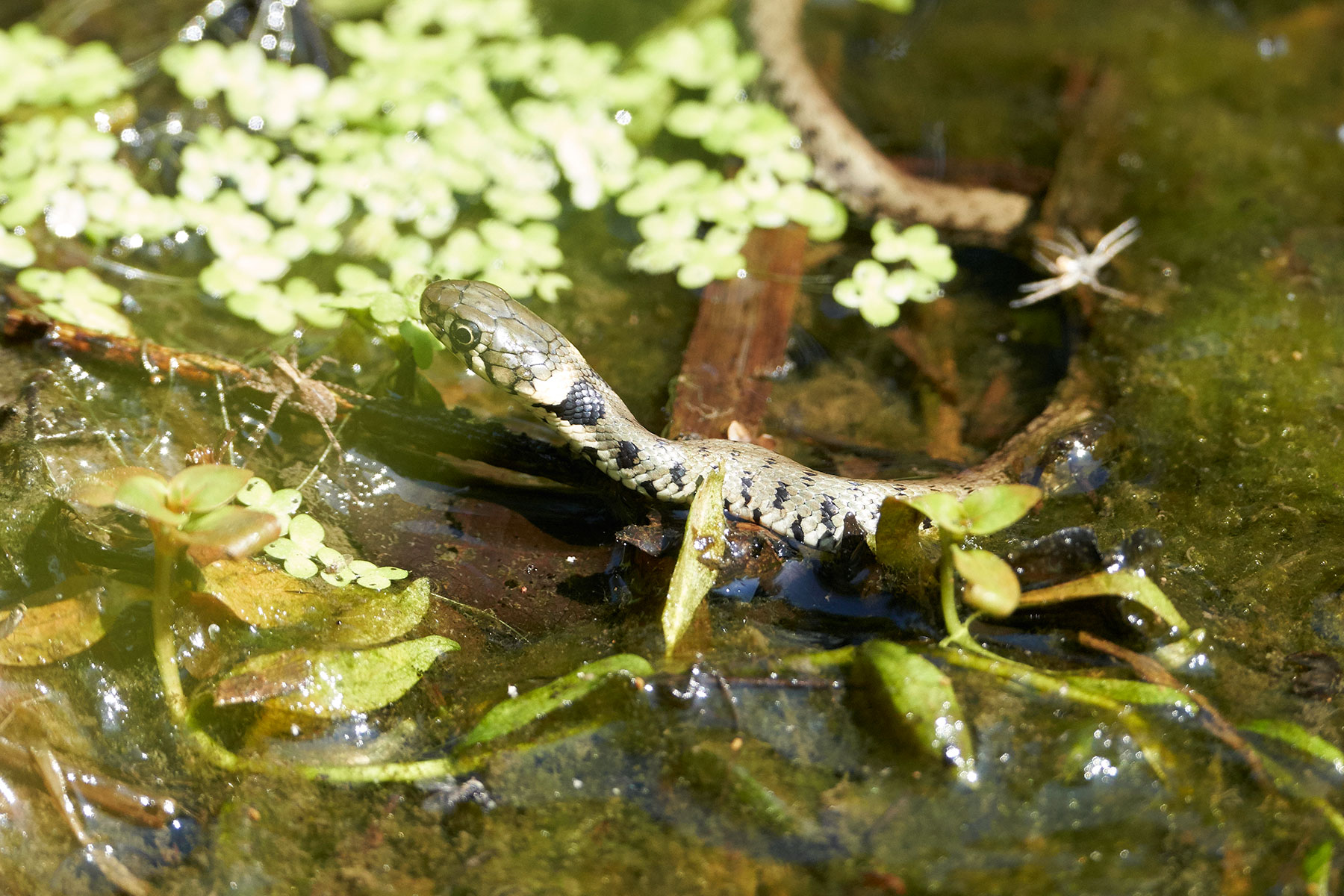 Young Natrice with collar