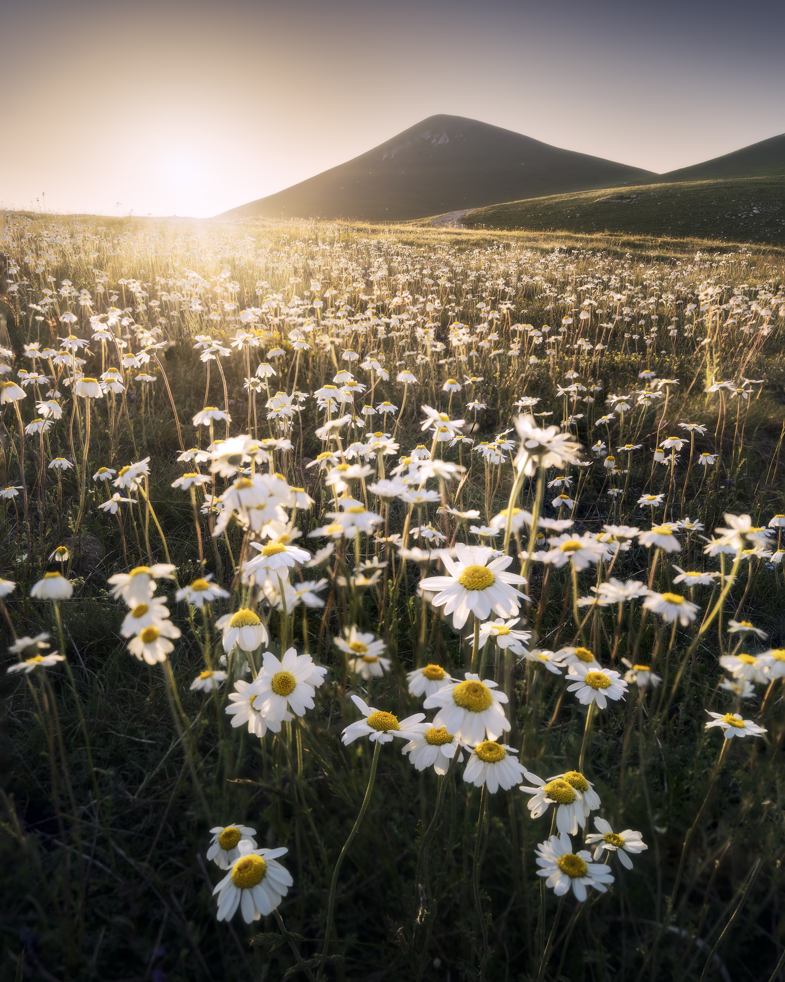 Daisy land