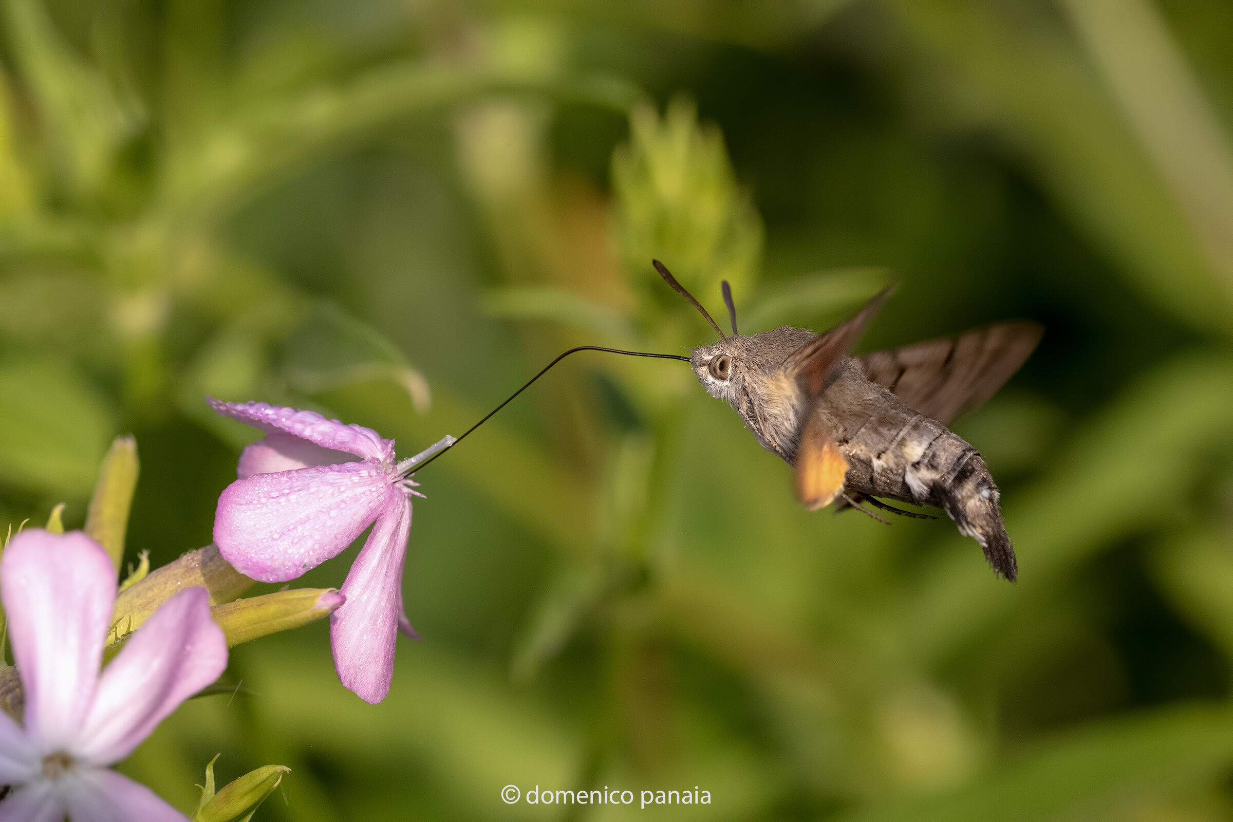 macroglossum stellatarum