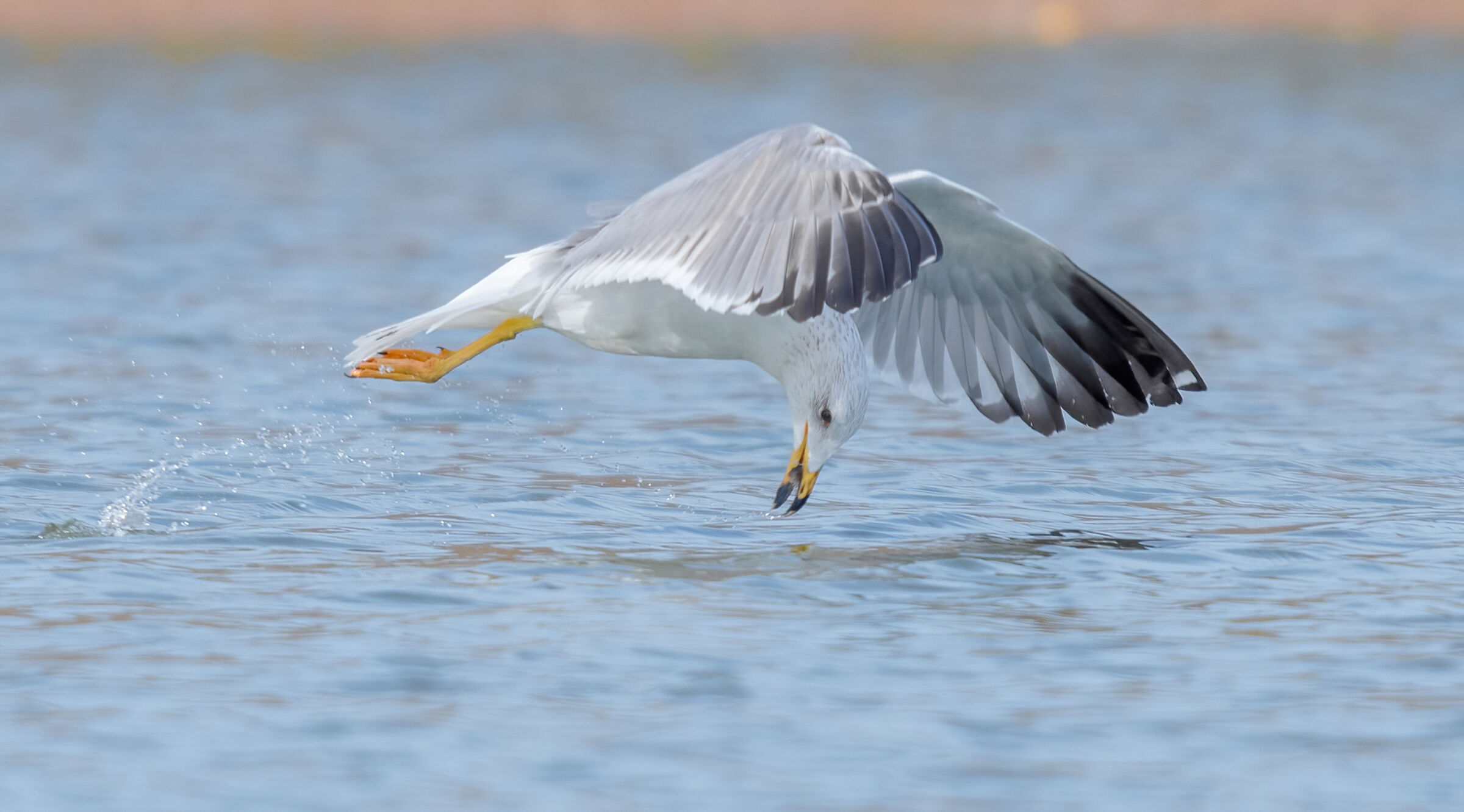 larus armenicus
