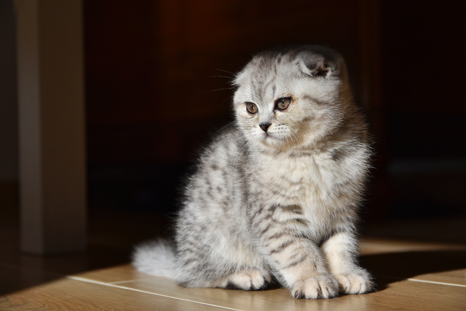 A frightened swab
