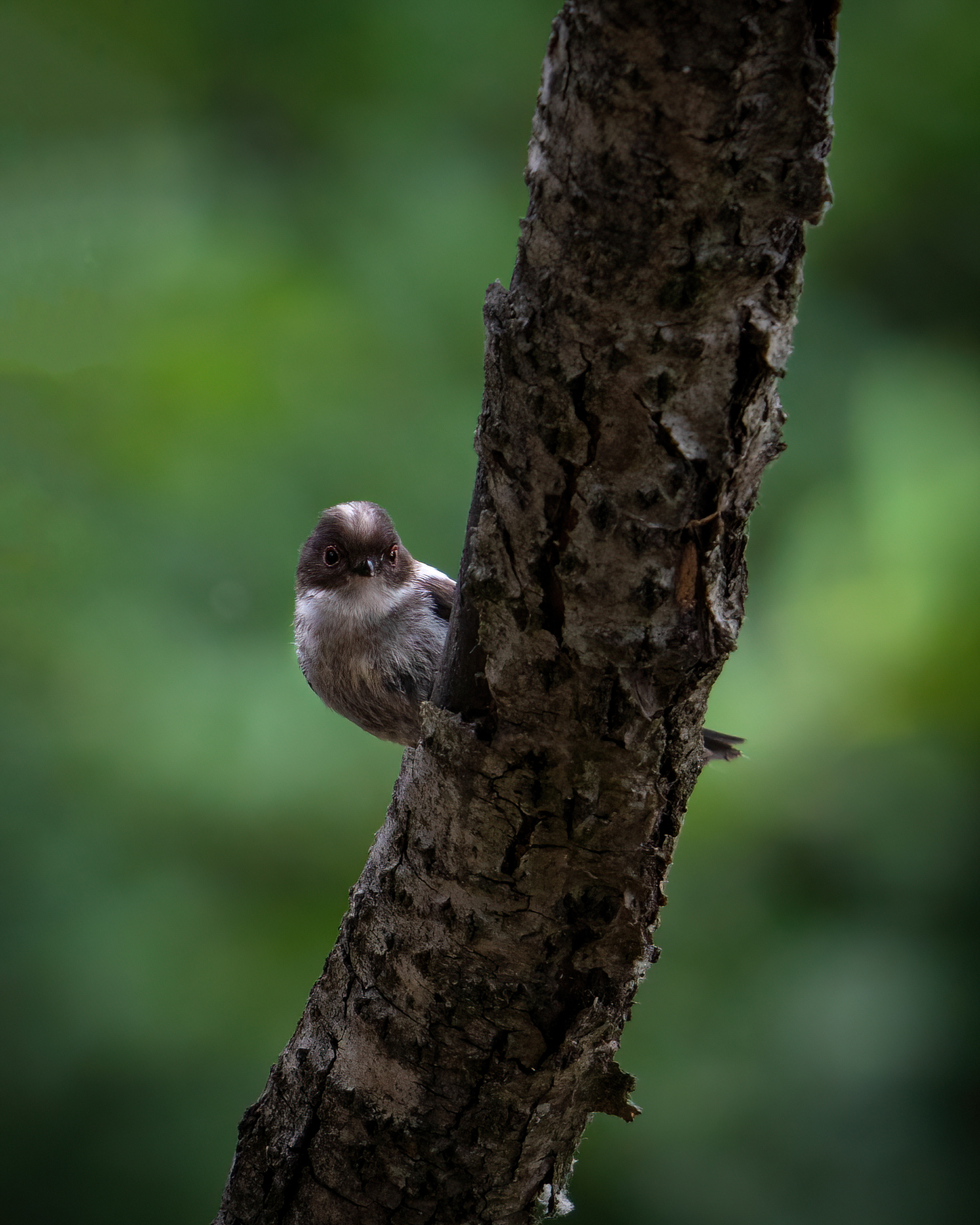 peep of the young Codibugnolo