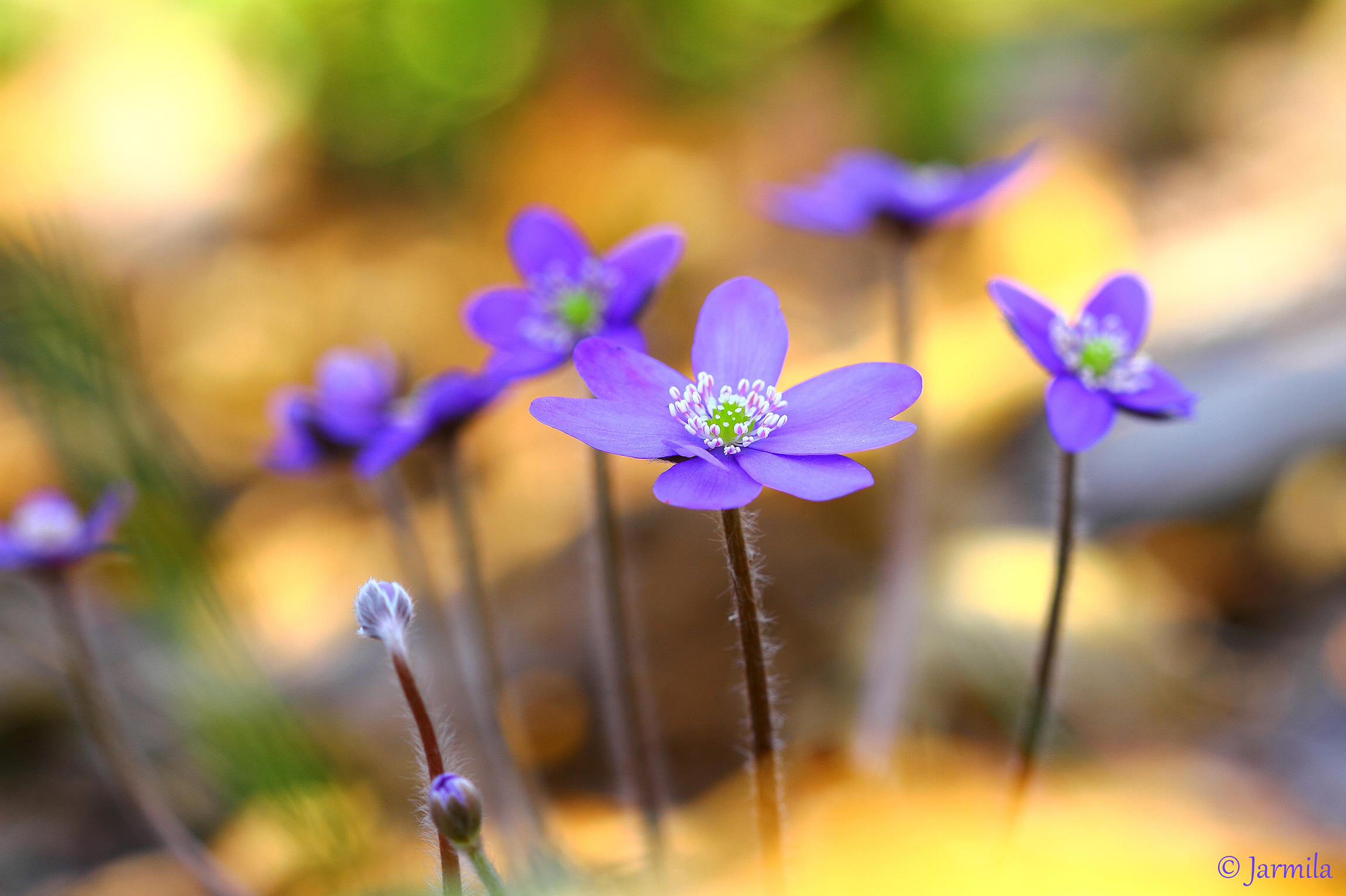 Piccoli fiori del bosco