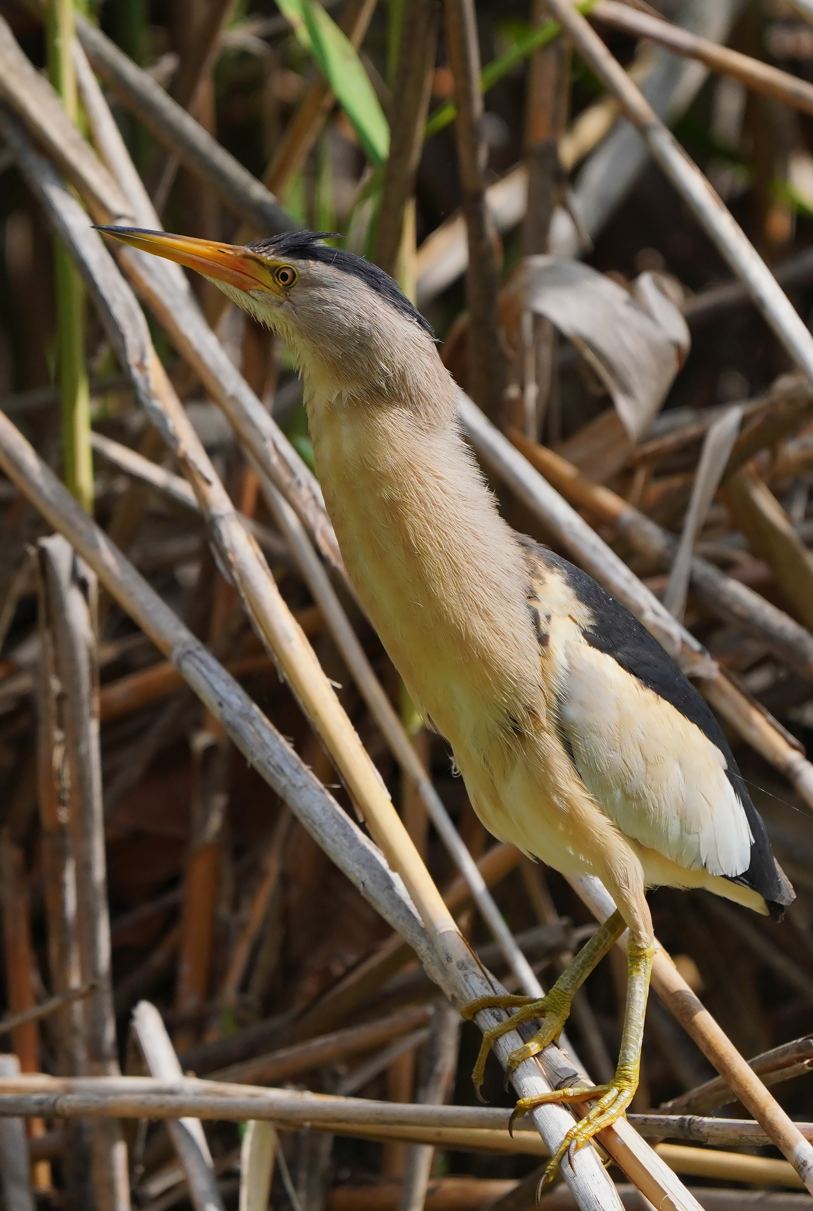 the male