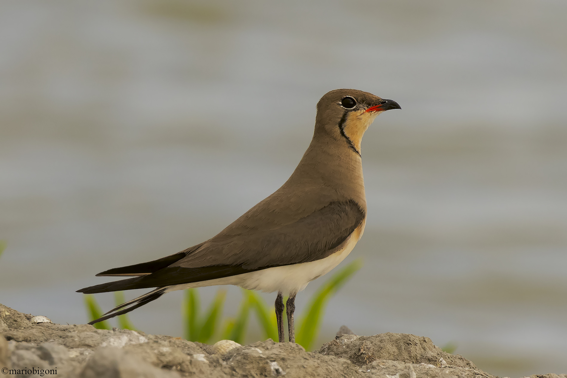Sea partridge
