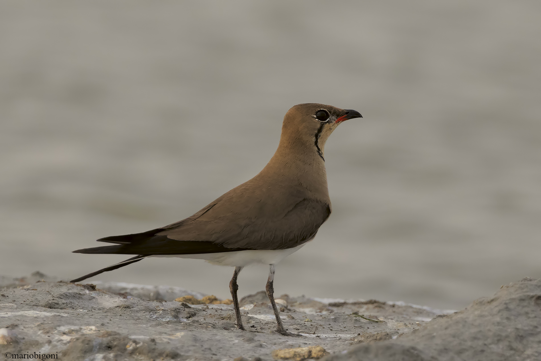 Sea partridge