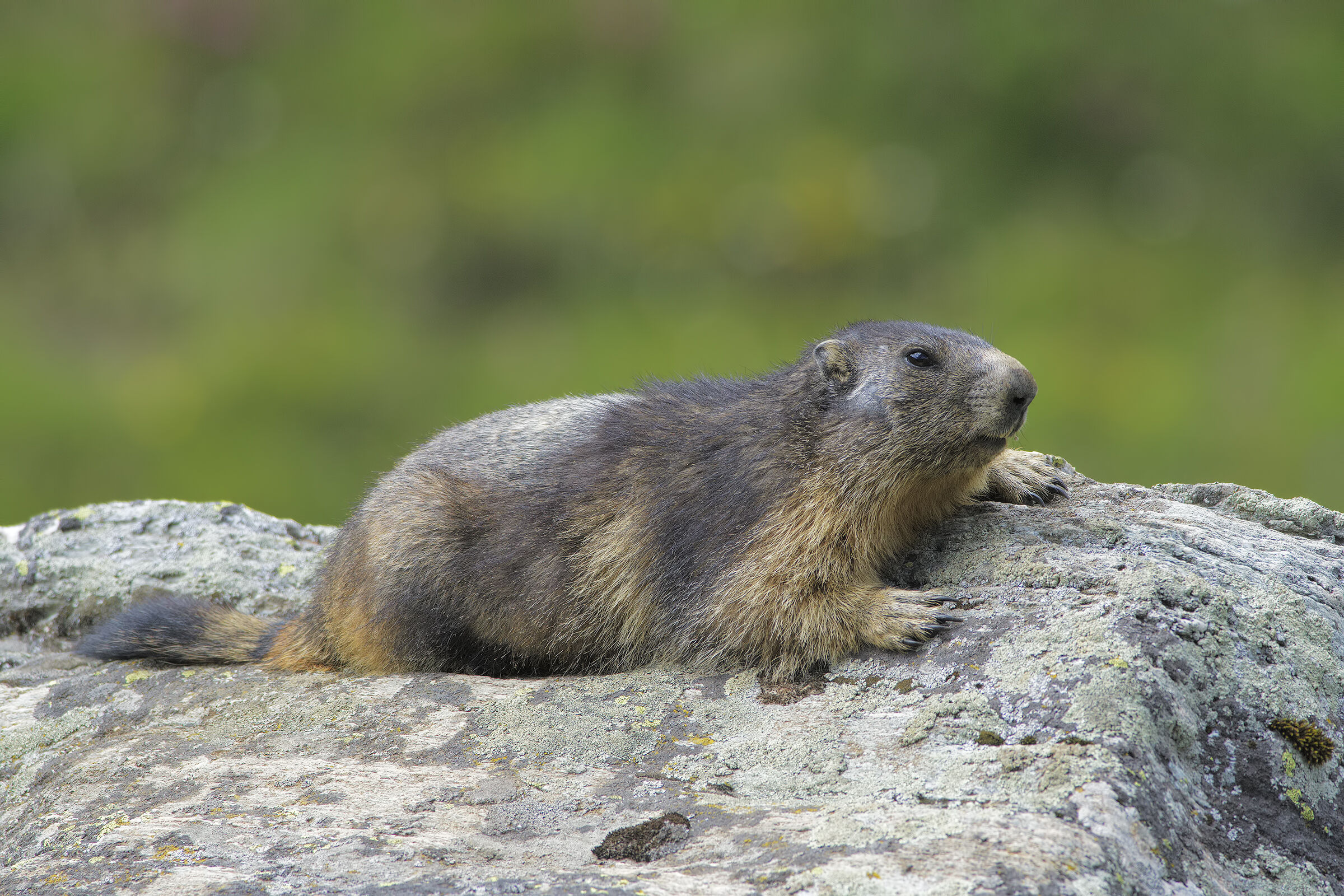 Marmotta