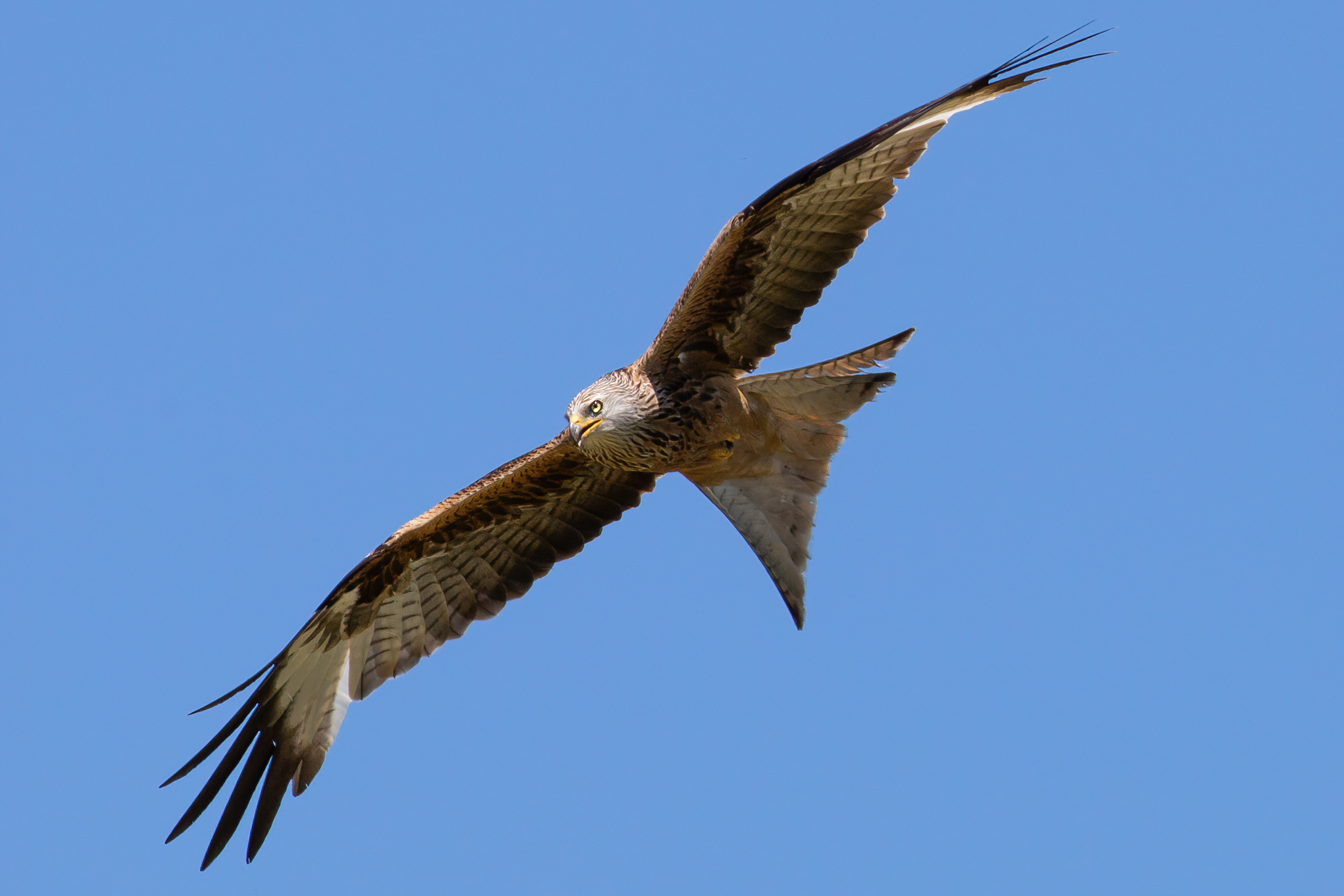Falcon flying over Switzerland