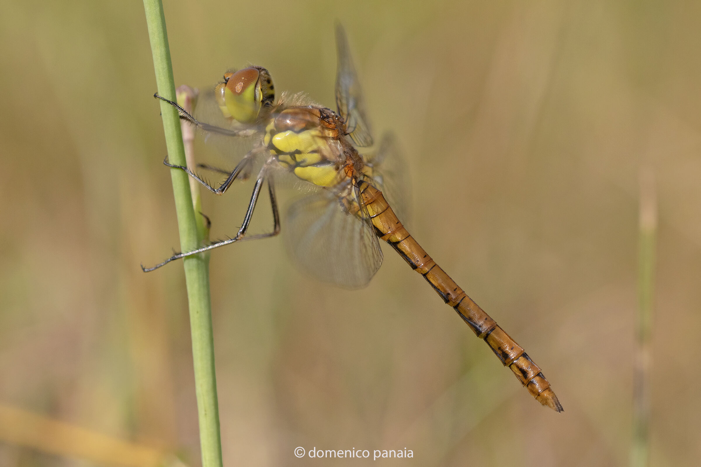 sympetrum striolatum giovane maschio