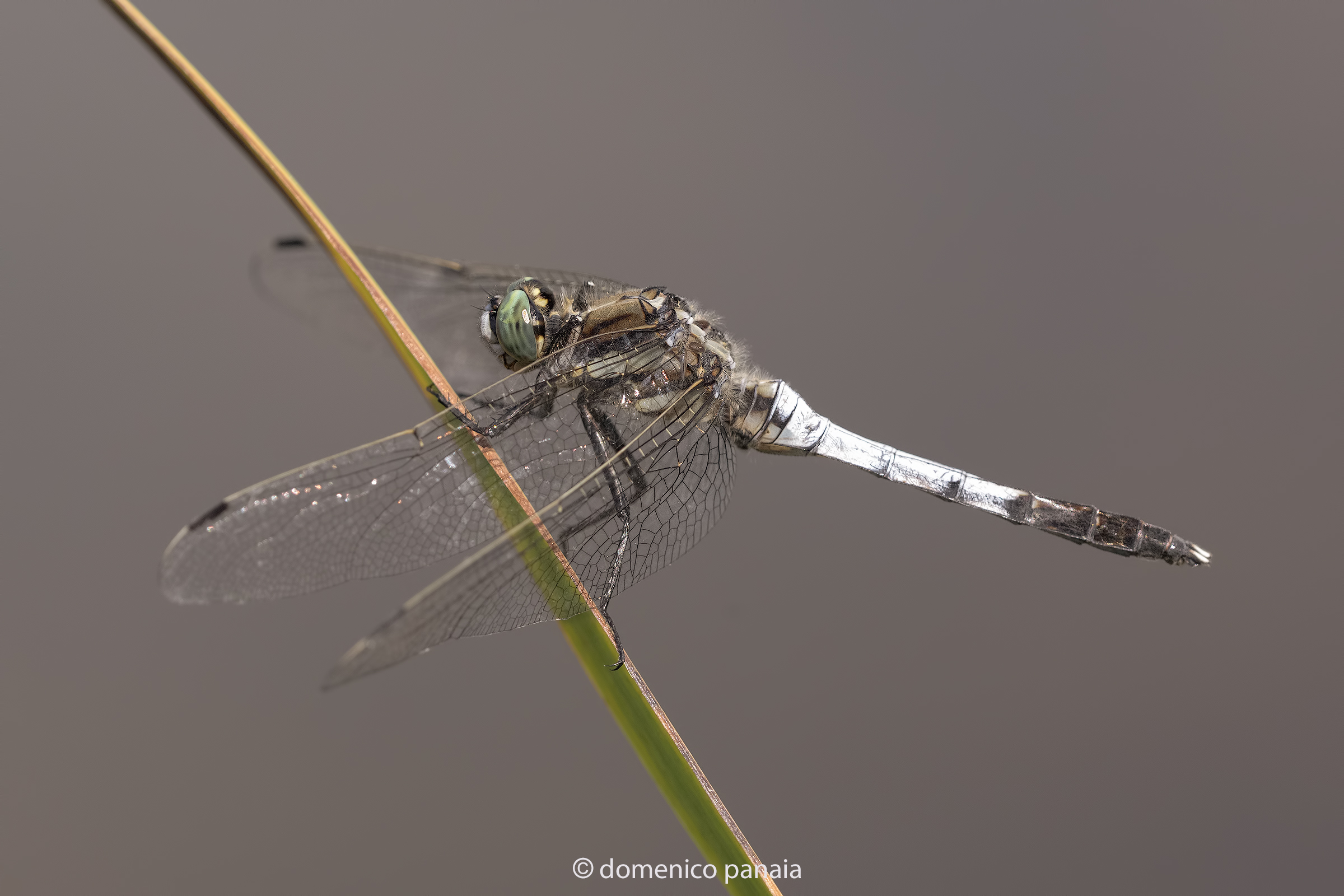 orthetrum albistylum